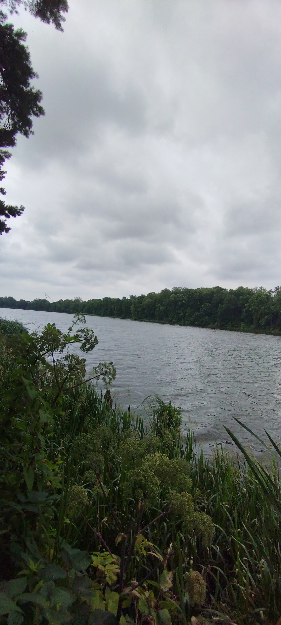 The image depicts a wide, calm river flowing through a lush green landscape under a cloudy sky. The foreground is dominated by dense vegetation, including tall grasses and leafy plants, with a large tree branch visible in the upper left corner. The river stretches towards the horizon, where it is bordered by a thick line of trees forming a dark green barrier against the sky. The water's surface is rippled, suggesting a gentle current or breeze. The overall atmosphere is serene and natural, indicative of a rural or park-like setting. There are no people or man-made structures visible in the frame, suggesting a natural environment within or near Лунненскі сельскі Савет, Belarus.