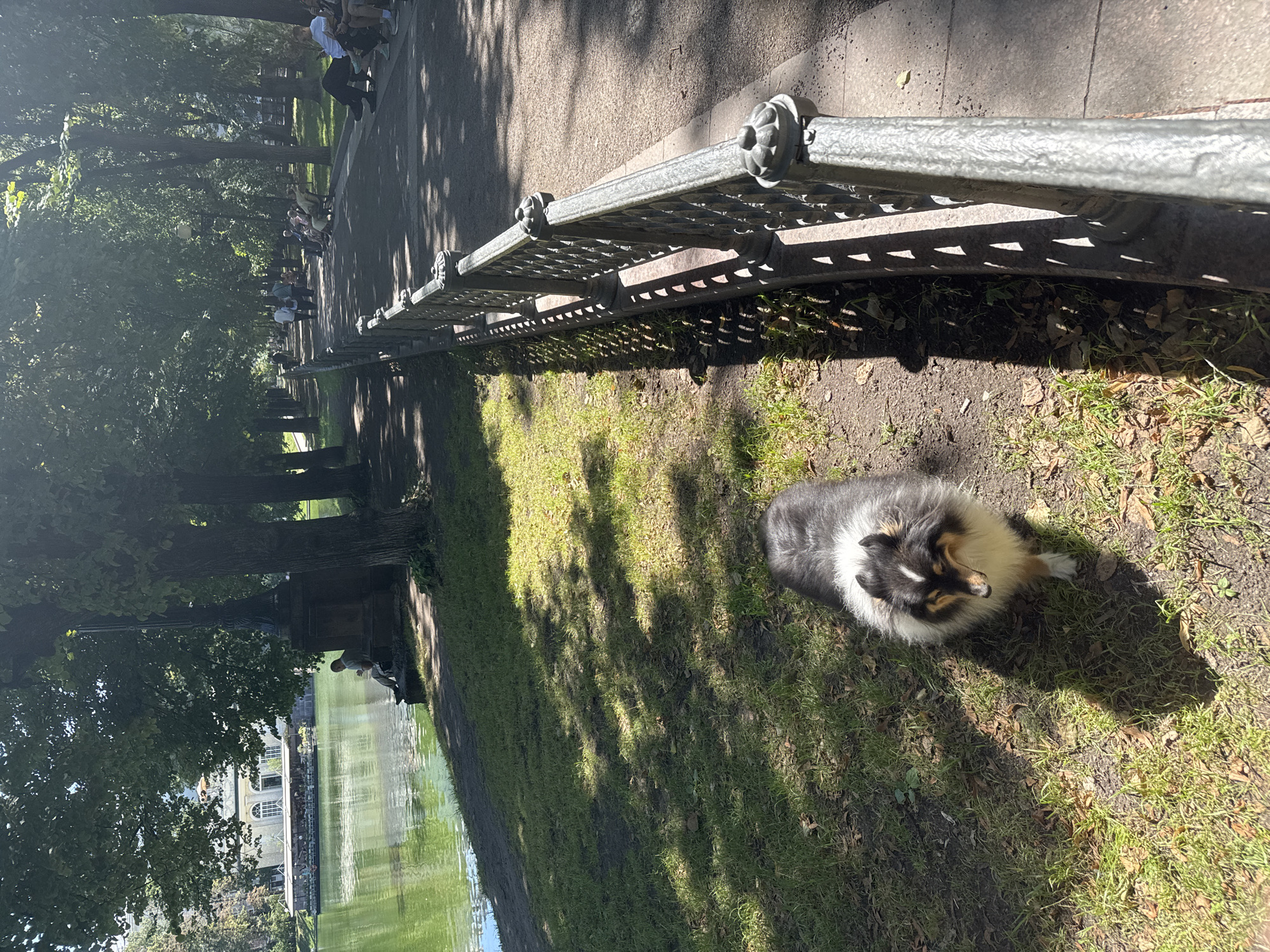 This image depicts a scenic park on a sunny day, likely in Moscow, Russia, given the architectural style of the building in the background resembling a dacha or historical estate. In the foreground, a long-haired dog with black, white, and brown fur stands on a grassy area, its back to the camera. The dog is looking down and to its left. To the left of the dog, a body of water, possibly a pond or river, reflects the sunlight and is bordered by a grassy bank and trees. In the middle ground, a paved pathway runs parallel to the water, lined with a decorative metal fence. Several people are visible on the pathway: a person sits on a ledge near the water under a large tree, while others walk along the path or sit on benches. Further down the path, a group of people are seated on benches, enjoying the sunshine. The background features mature trees casting dappled shadows across the path and grass, and a building with arched windows and a white facade is visible across the water. The overall atmosphere is peaceful and leisurely, suggesting a public park or recreational area.
