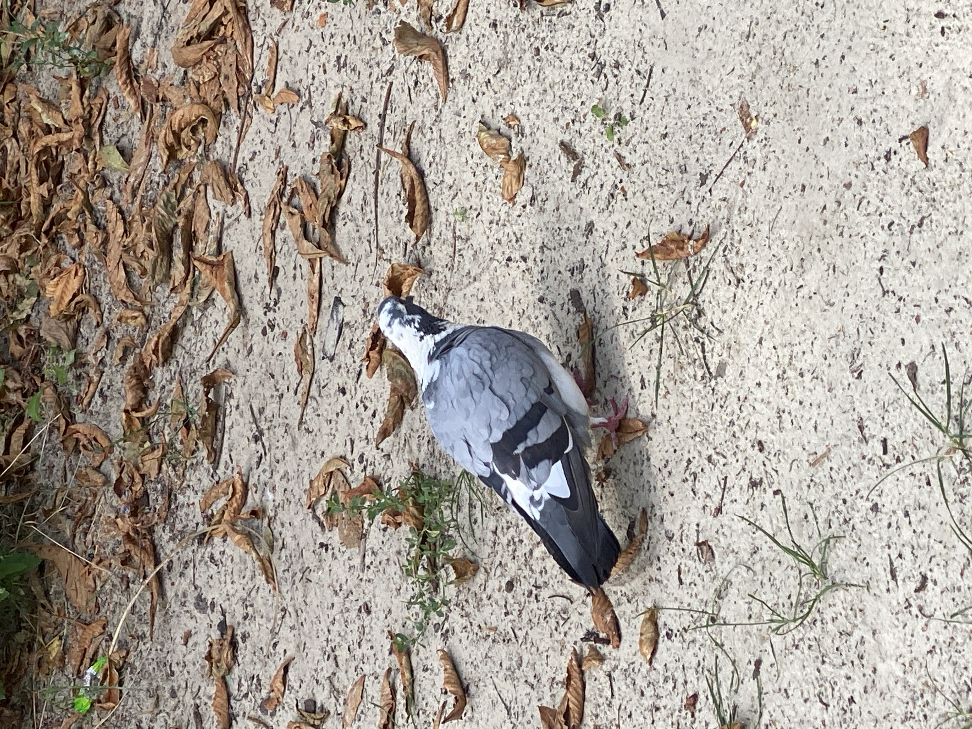 The image shows a pigeon standing on a sandy area covered with dry leaves. The pigeon is gray and white with black markings on its wings. There are also some green plants growing in the sand. The scene appears to be in an outdoor setting, likely a park or a public space. The time of day appears to be daytime, based on the lighting. There are no people visible in the image. The environment is characterized by sandy ground and scattered dried leaves, suggesting an autumnal season or a dry spell. The location is identified as Poltava, Ukraine.