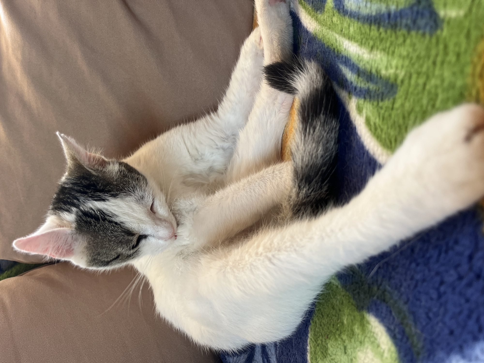 The image shows a young cat grooming itself while sitting on a blanket with a blue, green, and yellow pattern. The cat has white fur with grey tabby markings on its head, back, and tail. Its eyes are closed, and it appears relaxed. The cat is positioned on a sofa with a brown cushion in the background. The environment suggests an indoor setting, possibly a living room, and is not specific to any location in Šušanj, Montenegro.