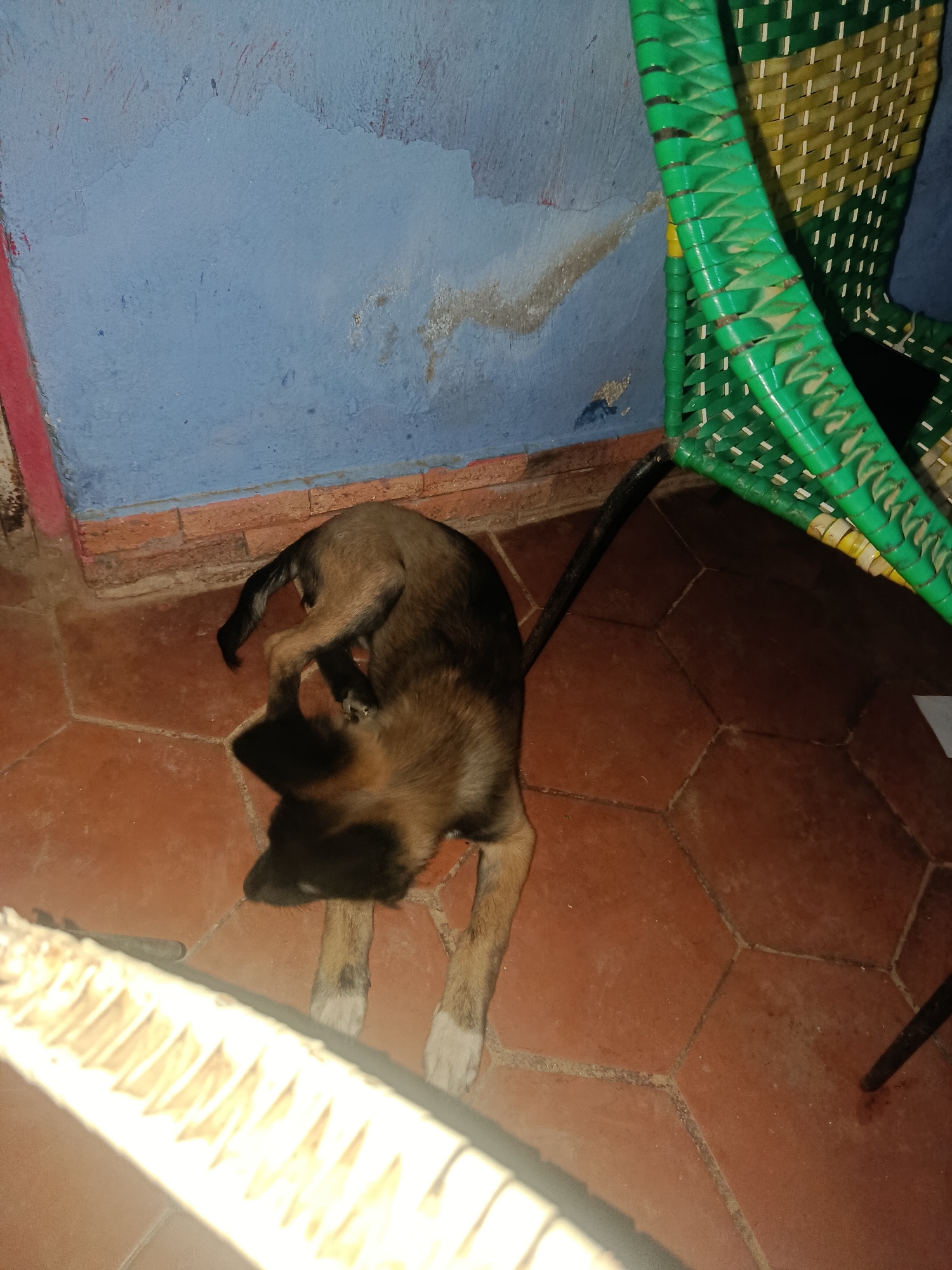 The scene is an indoor shot showing a brown and black puppy lying on a red-brown tiled floor. The puppy is positioned between a blue wall in the background and a brightly colored green and white woven chair to the right. The wall shows signs of wear and tear with some paint peeling and discoloration. The location is likely Juan Griego, Venezuela.