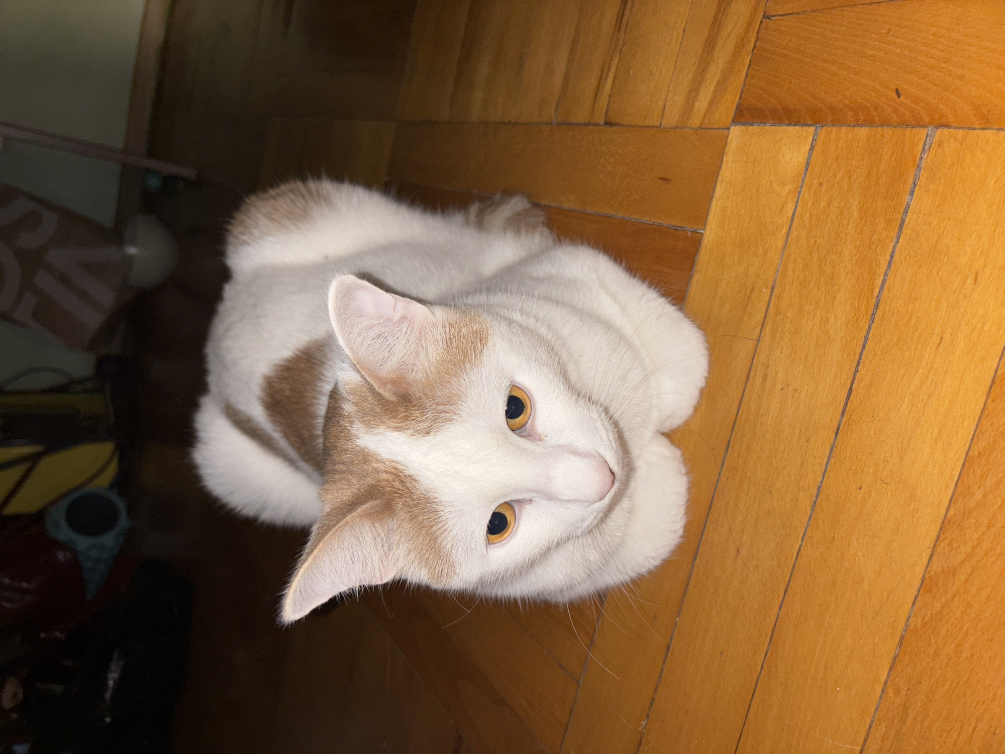 A white cat with orange markings sits on a wooden floor. The cat is facing forward with its paws tucked beneath it. Its eyes are open and looking down. The floor is made of light brown wooden planks arranged in a parquet pattern. In the background, there are some blurred objects, including what appears to be a dark bag and some toys. The lighting is dim. The image does not contain any information about the city of Sinyavino, Russia.