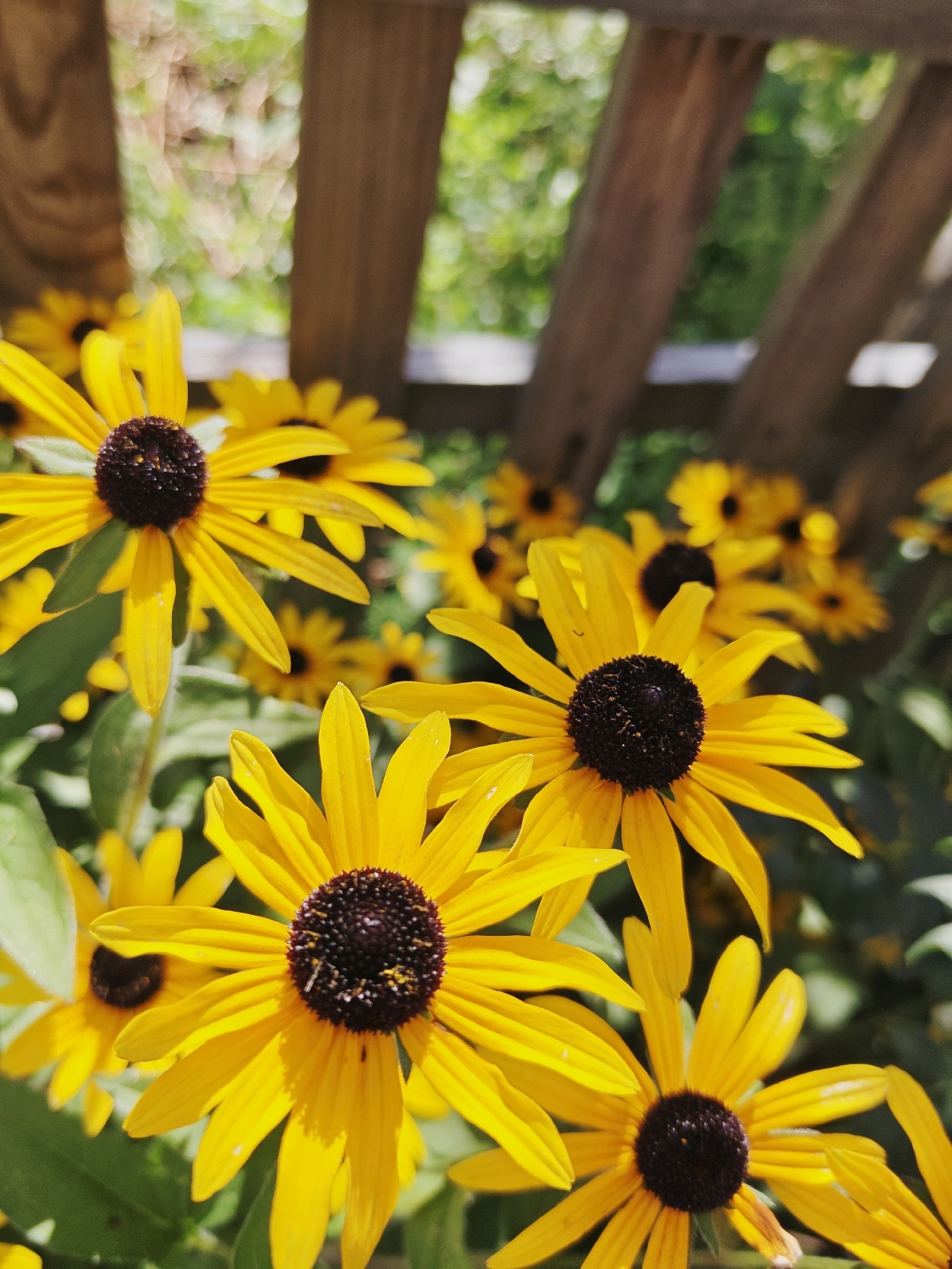 A close-up, high-angle shot showcases a cluster of bright yellow Black-Eyed Susan flowers with dark brown centers. The flowers are in full bloom and dominate the foreground, with their petals sharply defined. In the background, a rustic wooden fence made of vertical planks is visible, with blurry green foliage and sunlight filtering through the gaps between the planks. The overall scene suggests a sunny day in a garden or outdoor setting.