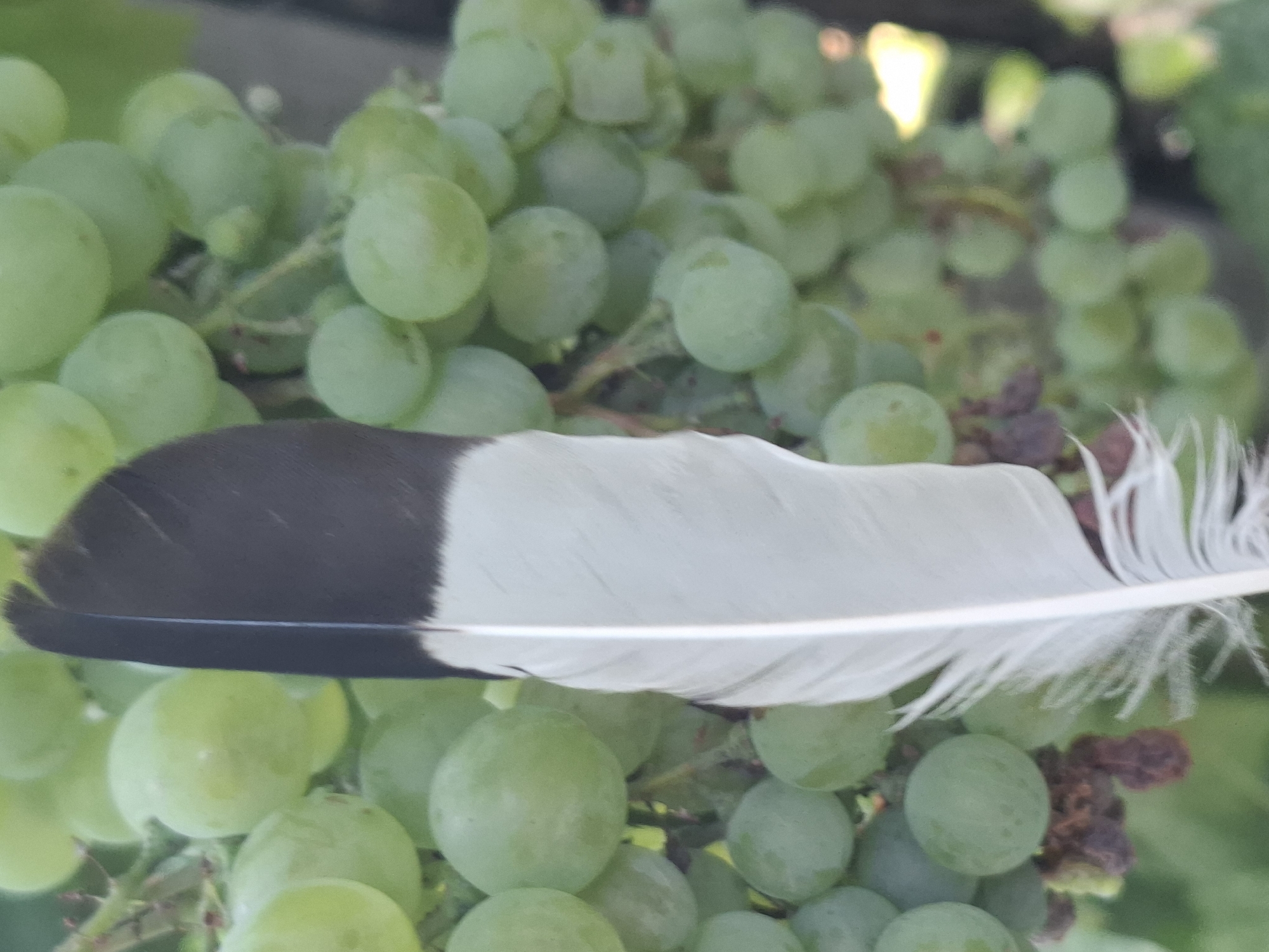 A single feather, split into black and white sections, rests vertically in front of a blurred backdrop of green grapes. The feather is sharp and in focus, while the grapes are soft and out of focus, creating a shallow depth of field. The lighting suggests an outdoor setting, possibly a garden or vineyard. There is no indication of a specific location in Almaty, Kazakhstan, or any human presence. The image captures a still-life composition of natural elements.