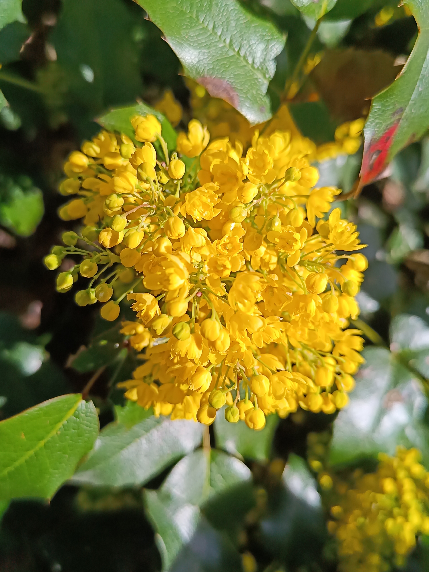 A high-angle, close-up photograph shows a cluster of bright yellow flowers, possibly Mahonia aquifolium, in full bloom. The flowers are tightly packed and surrounded by spiky, green leaves. One leaf exhibits a small area of reddish-brown discoloration. The background is out of focus, suggesting a natural outdoor setting.
While the city of Pleven, Bulgaria, was mentioned in the request, there is no contextual information in the image itself that would confirm its location within the city.