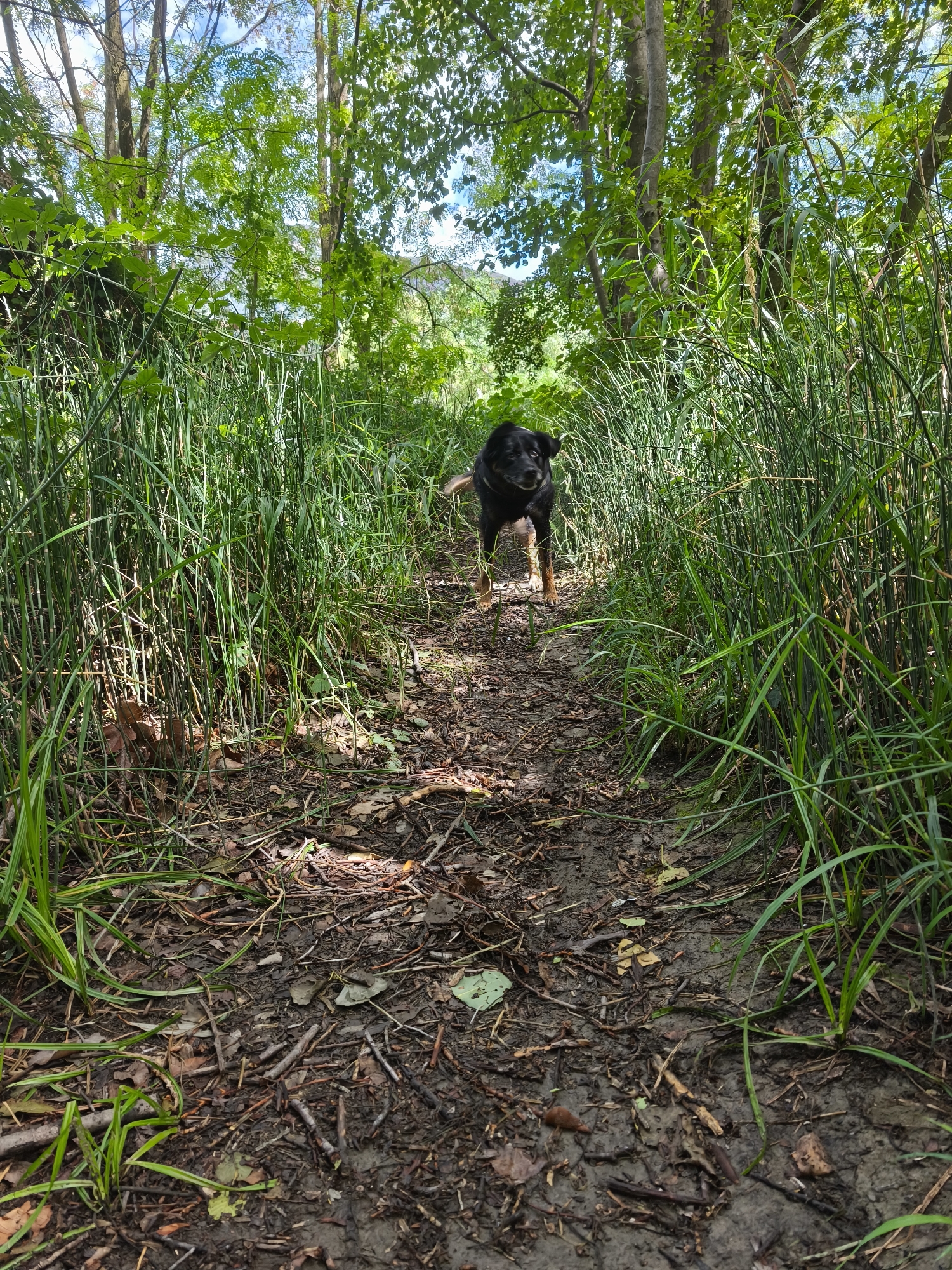 A medium-sized black and tan dog stands on a muddy, leaf-strewn path in a forest. The dog is facing forward, with its head turned slightly to the left. Tall green grass lines both sides of the path, and sunlight filters through the trees overhead, casting dappled shadows on the ground. The scene appears to be an outdoor natural environment, possibly a park or hiking trail within the city of Fontaine, France.