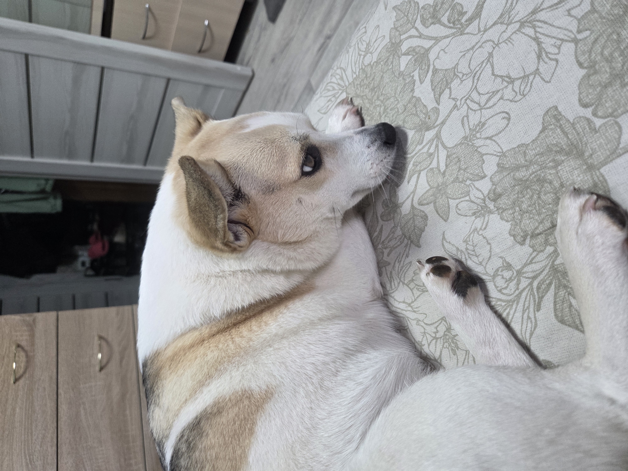 A dog lies on a patterned surface. The dog has white and tan fur with short, light-colored ears. One of its paws is extended upward with black markings on its toes. To the left of the dog, there is a wooden cabinet with a light finish and minimalist metal handles. The background includes elements that suggest an indoor setting.