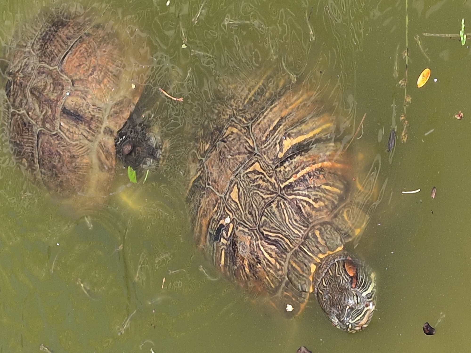 Two turtles are captured from an overhead perspective, partially submerged in murky, green water. The water's surface shows subtle ripples and contains various small pieces of floating debris, such as tiny leaves and twigs.
The turtle on the right is more prominent and in sharper focus. Its carapace displays intricate patterns of dark brown, yellow, and black scales. Its head, visible at the bottom right, features distinctive dark and light stripes, and a noticeable red or orange patch is visible behind its eye, characteristic of a Red-eared Slider. Its front limbs are partially visible.
The second turtle, located on the upper left, is less distinct, appearing somewhat submerged and partially obscured by the water's surface and reflections. Its shell exhibits similar dark and brownish patterns, and a small part of its head is visible near the center-left, facing away from the viewer.
Both turtles appear to be either swimming slowly or resting just below the water's surface. The scene suggests a calm, daytime environment, likely a pond or a slow-moving body of water in Sochi, Russia. There is no visible text in the image.