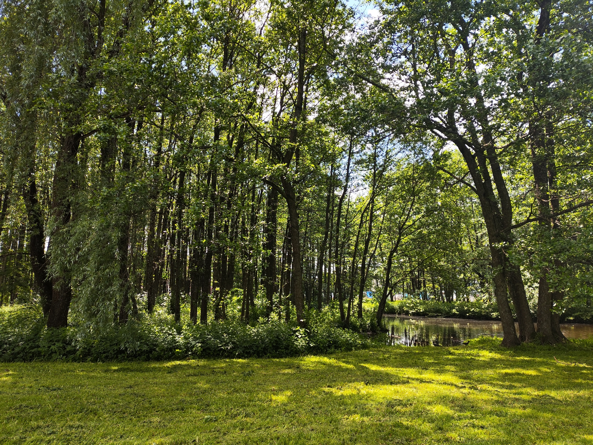 The image depicts a sunlit park scene, likely in Tallinn, Estonia. In the foreground, a manicured green lawn is bathed in dappled sunlight, casting shadows from unseen trees. To the left, a dense cluster of trees with lush green foliage forms a natural wall. Further to the right, a body of calm water, possibly a pond or slow-moving river, reflects the surrounding greenery and the bright sky. The water's edge is lined with dense undergrowth and smaller trees. Several mature trees, characterized by their thick trunks and extensive canopies, stand at the right edge of the frame, their branches reaching out over the water and lawn. The overall impression is one of a peaceful, naturalistic setting within an urban environment.