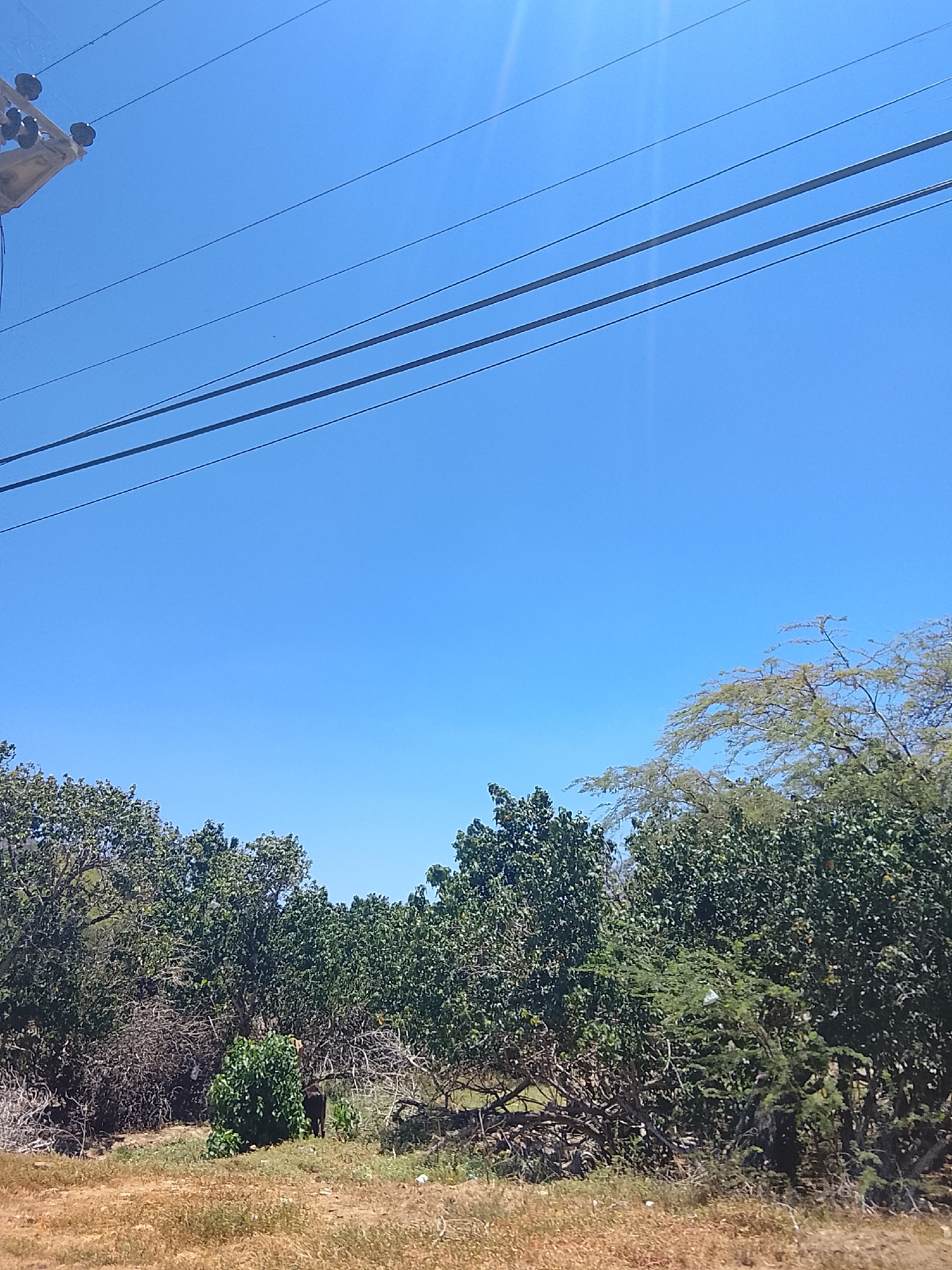 The image captures a vibrant outdoor scene on a clear, sunny day in what appears to be a natural or semi-rural environment, consistent with Juan Griego, Venezuela. The sky, a brilliant, cloudless blue, dominates the upper two-thirds of the frame, showing intense sunlight from the upper left. Several black power lines stretch horizontally across the sky, originating from a utility pole partially visible in the top-left corner, where insulators are clearly seen.
Below the expanse of blue sky, the landscape is densely covered with various types of trees and bushes. The foliage ranges from lush green canopies, particularly prominent on the right side and in the middle, to drier, more scrubby vegetation with visible branches and twigs, especially towards the left and foreground. The ground below the trees is dry and earthy, covered with parched grass and reddish-brown soil, hinting at a warm climate.
Notable details include a small, bright green bush or plant positioned prominently in the lower-center amidst the drier undergrowth. In the middle-right section of the trees, a white plastic bag is visibly caught in the branches, indicating human presence and litter. No human or animal activity is visible, and there is no discernible text. The overall impression is one of a bright, tranquil, sun-drenched landscape with essential utility infrastructure overhead.