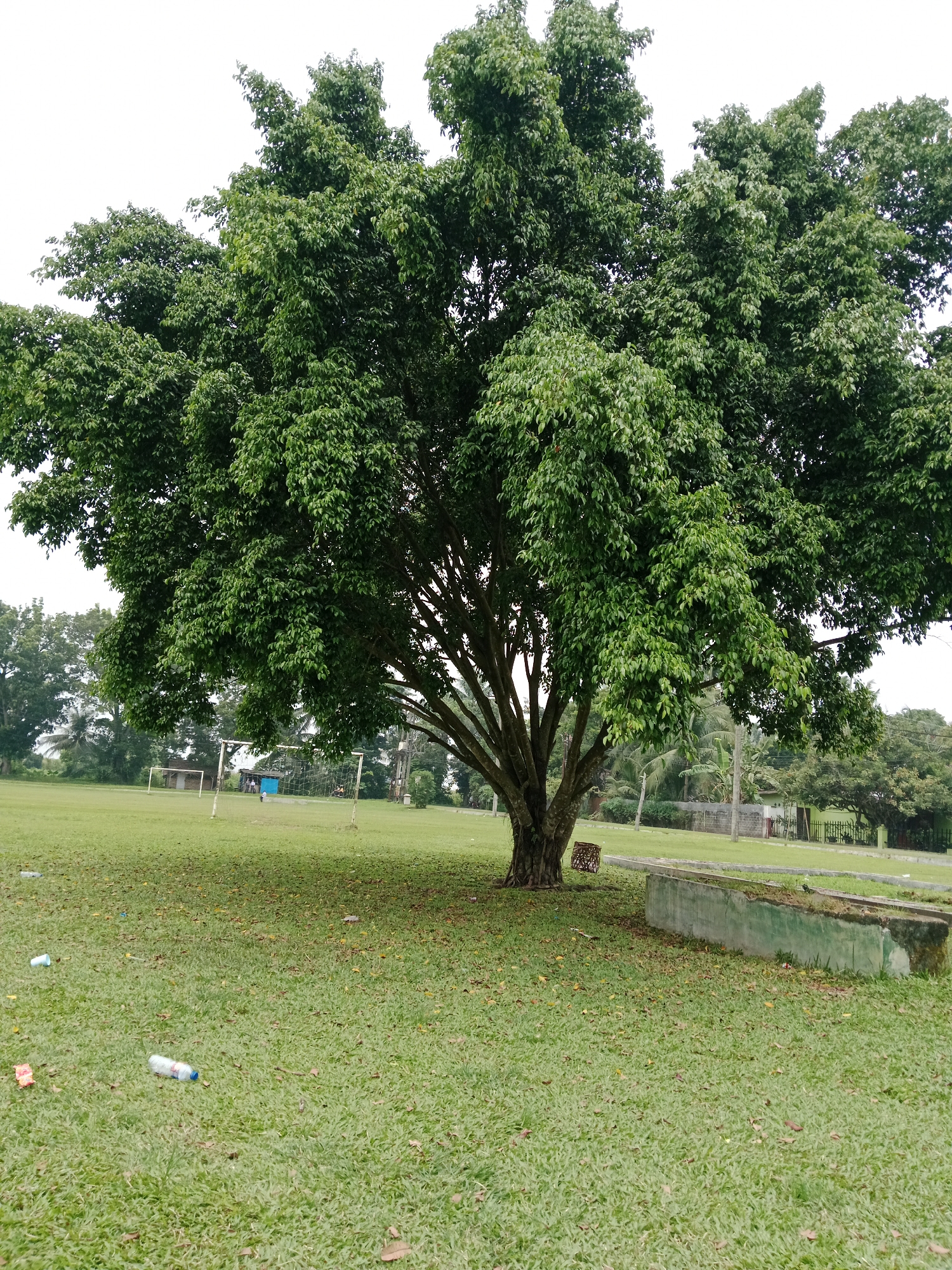 A mature tree with a wide canopy of green leaves dominates the foreground of a grassy field. The field appears to be a sports field, with two soccer goals visible in the background. The ground is covered in green grass and scattered brown leaves. There are several plastic bottles and wrappers on the grass. In the background, there is a long, low concrete structure and some distant trees and buildings. The sky is overcast. The image was taken in the city of Binjai, Indonesia.