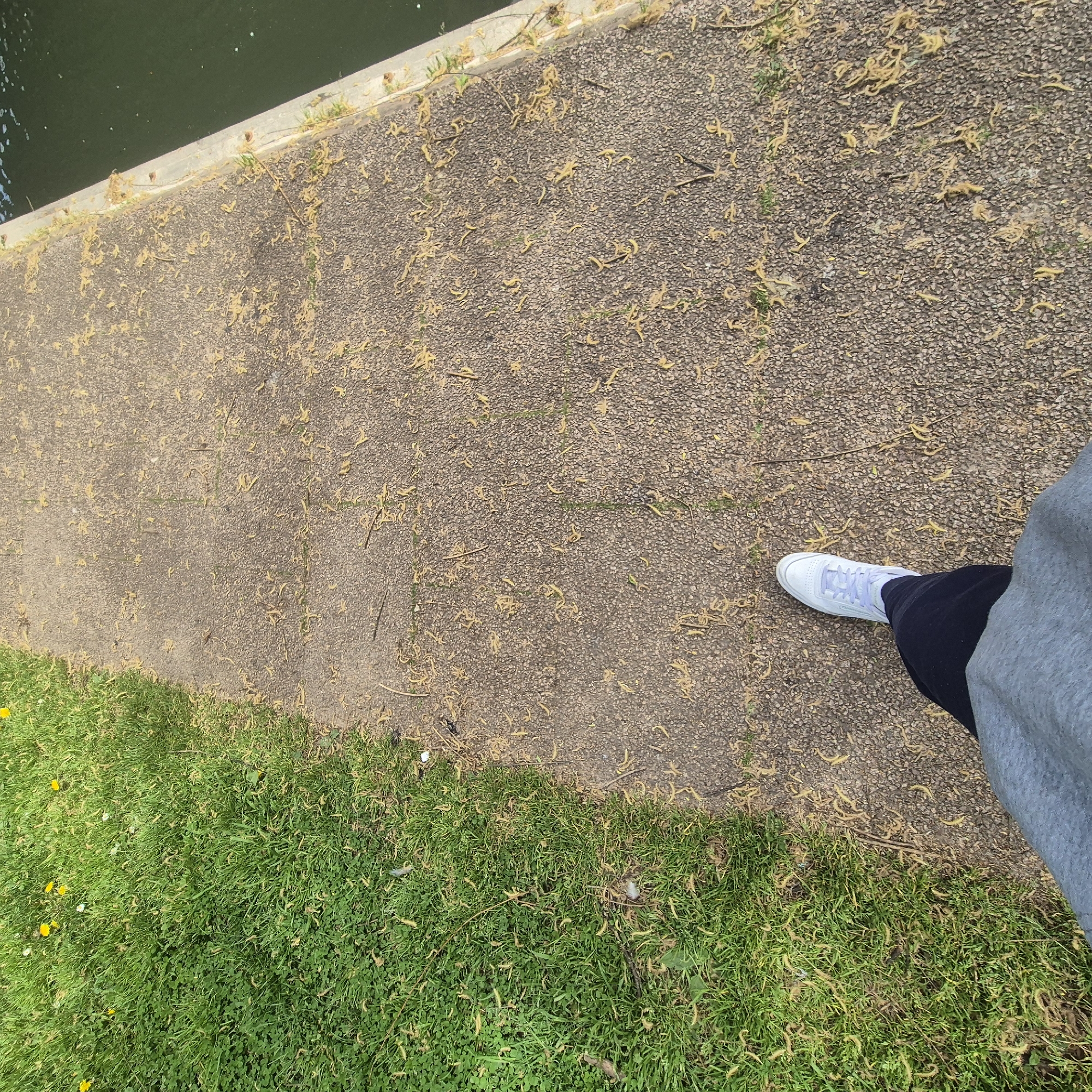 The image shows a section of paved path bordered by a canal edge on the upper left and grass on the lower left. The path is covered with small, pale yellow debris. A person's foot wearing a white shoe is visible on the path, connected to black trousers and a grey sweatshirt. The canal is filled with dark green water. The grass is green with some yellow flowers. This scene is most likely located in the city of Strasbourg, France.