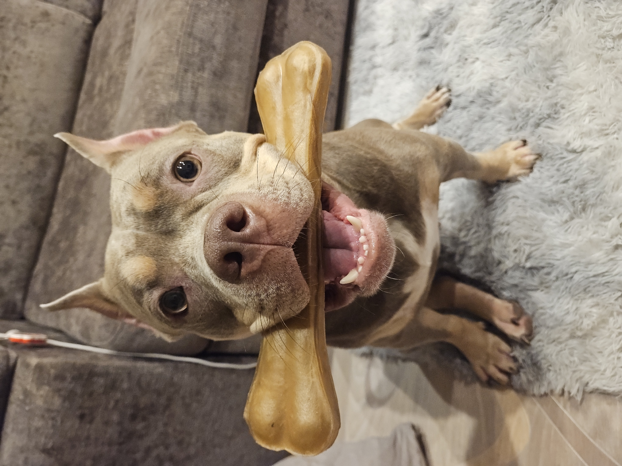 An adult American Bully dog is captured in a head-on, medium shot, seated on a soft, grey shag rug. The dog, with a tan and grey coat, holds a large, light-colored rawhide bone horizontally in its mouth, its jaw slightly open, revealing its pink tongue and white teeth. The dog's ears are pointed upwards, and its eyes are dark and focused forward. Behind the dog, a plush, dark grey sofa is visible, with a white cord and a small red object connected to it trailing down the side. The background is dimly lit, suggesting an indoor setting. There is no indication of the city of Ulyanovsk, Russia.