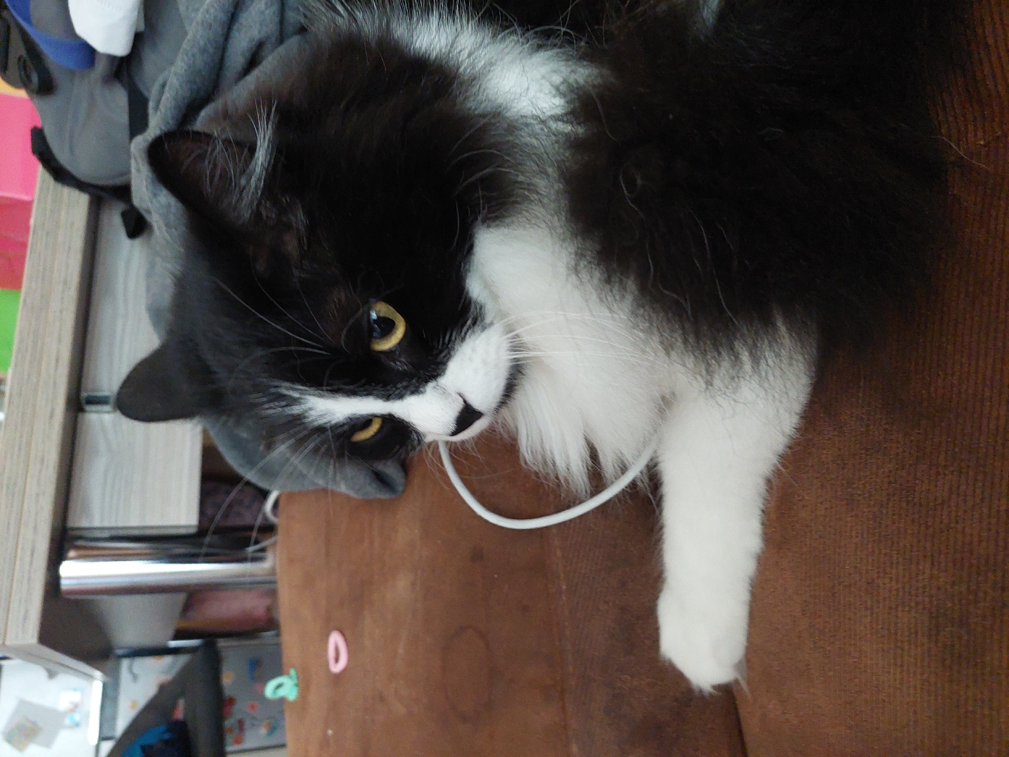 A black and white cat is lying on a brown surface, possibly a couch or chair. The cat is mostly black with white markings on its face, chest, and one paw. The cat's eyes are yellow. A white cord is near the cat's face. In the background, there is a cabinet with items inside and on top, including clothing. A pink number "0" is visible on the brown surface. The specific location in Plovdiv, Bulgaria, cannot be determined from the image.