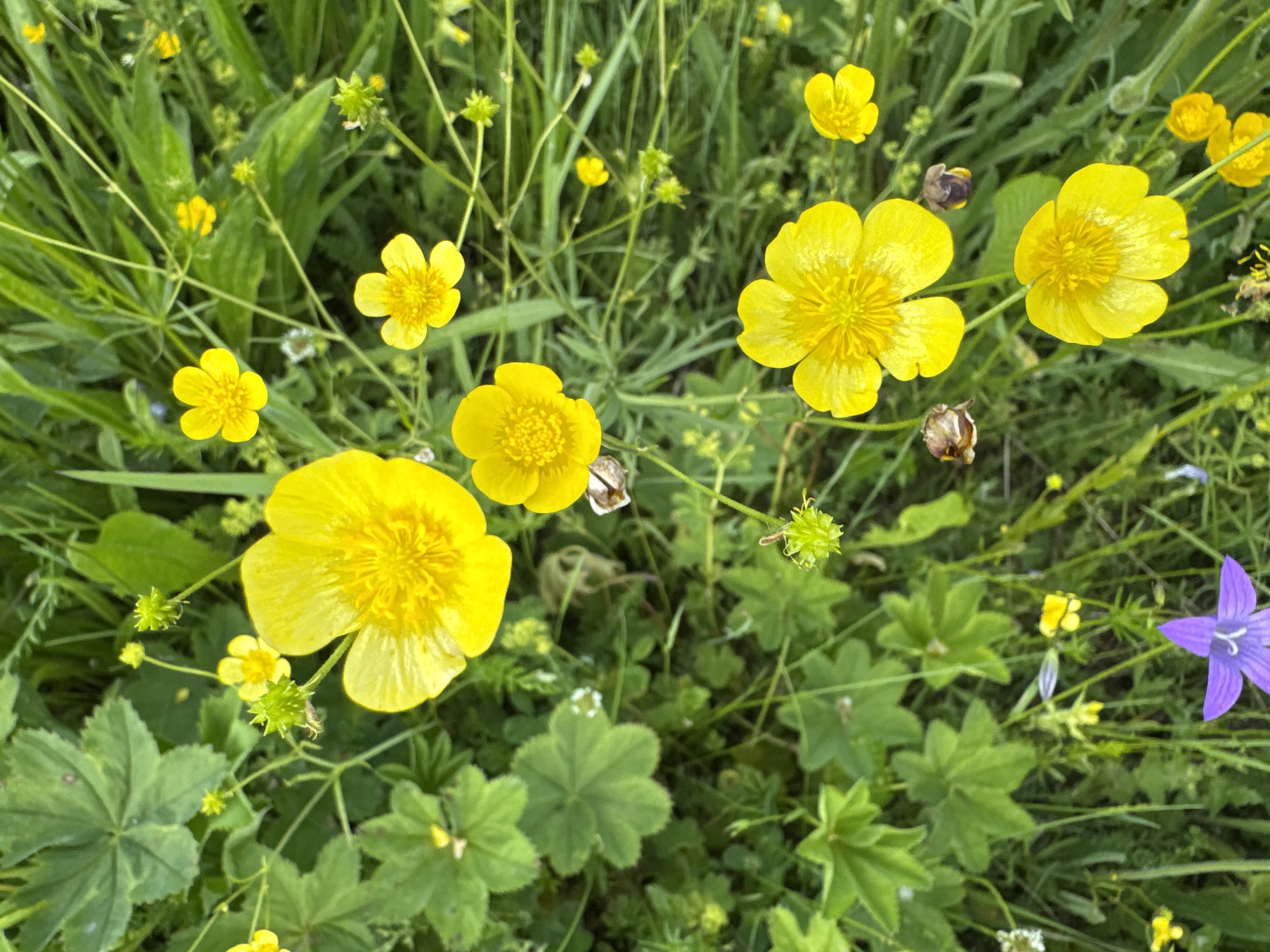 The image is a close-up, high-angle shot of a meadow in Луптюг, Russia, teeming with wildflowers. The dominant flora are vibrant yellow buttercups, with several prominent blooms scattered across the frame. Interspersed among the buttercups are green leaves and blades of grass, along with a few smaller white flowers and buds. In the lower left quadrant, a single striking purple bellflower stands out against the green and yellow. The background consists of a dense field of green foliage, suggesting a natural, untamed environment. No people or animals are visible in the scene.