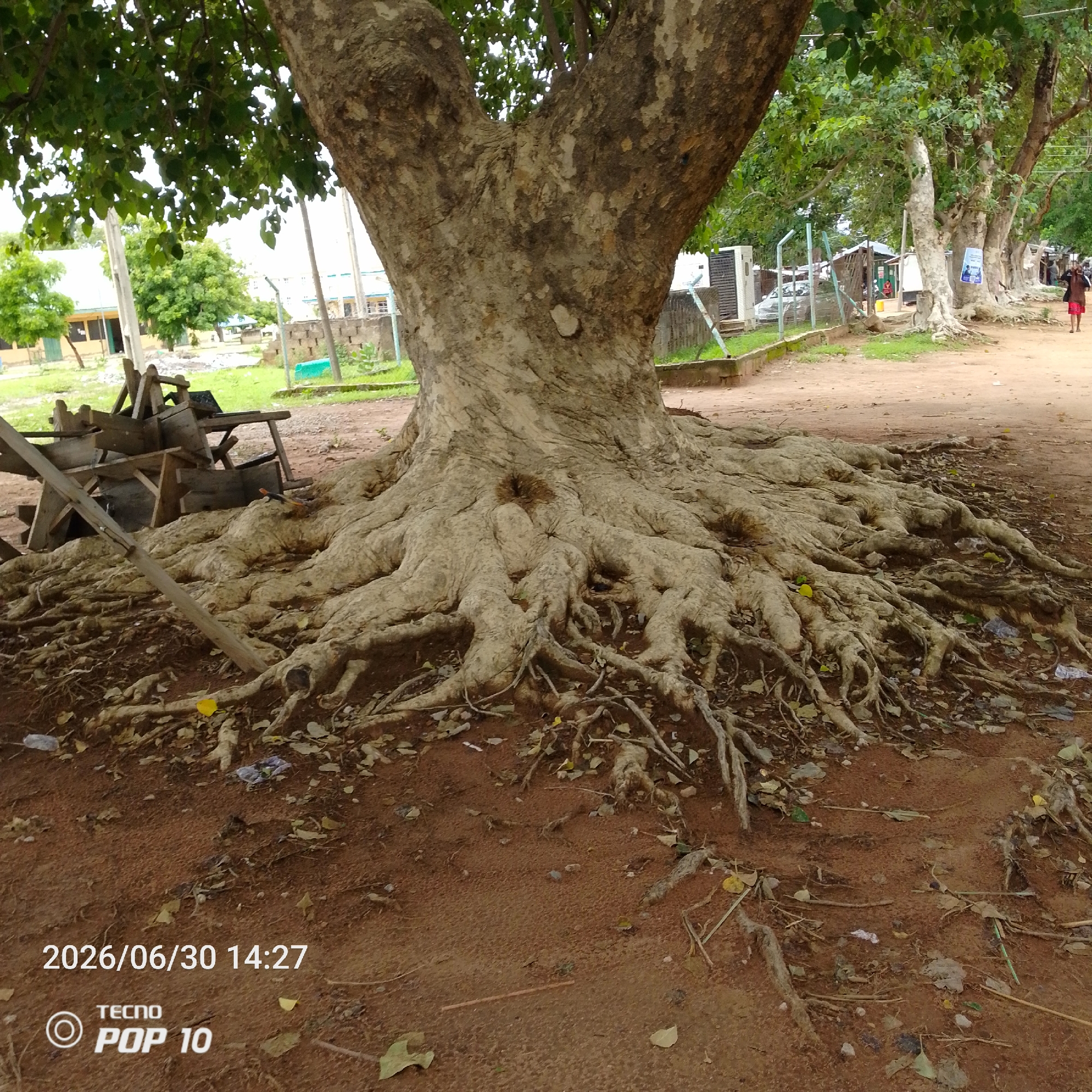 This image captures an outdoor scene with a focus on the exposed, intricate root system of a large tree. The tree's trunk is split into two large branches, and its massive roots spread out across the reddish-brown earth, forming a complex network. Scattered leaves and some litter are visible among the roots.
In the background, a row of similar large trees lines a dirt path. To the left, there is a pile of wooden structures, possibly remnants of furniture or construction materials. Beyond the trees, buildings with light-colored walls and green roofs can be seen, suggesting a populated area, perhaps a school or residential compound. A light-colored fence runs along the path, and a few people are visible further down the road, one of whom is walking away from the camera wearing a red skirt and dark top. The sky is overcast, indicating a cloudy day.
The timestamp "2026/06/30 14:27" and the text "TECNO POP 10" are visible in the bottom left corner of the image, indicating the date and time the photo was taken, as well as the device used. The scene appears to be set in Jalingo, Nigeria, given the provided location context. The overall mood is one of natural grandeur, with the powerful roots of the tree dominating the foreground.