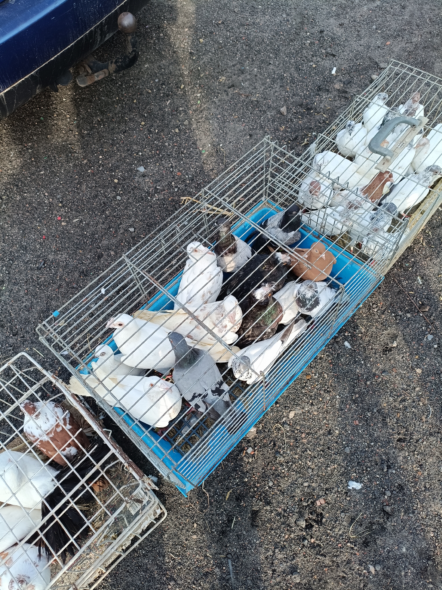 The image depicts two wire cages filled with pigeons, placed on a gravelly surface next to a blue vehicle's bumper with a tow hitch. The cages are made of metal wire with blue plastic bases. One cage, positioned in the foreground and slightly to the left, contains pigeons of various colors, including white, brown and white, and black. The second, larger cage, to the right and behind the first, also holds numerous pigeons in white, grey, brown, and black plumage. Some pigeons are visible in profile, while others are seen from above. The overall environment suggests an outdoor setting, possibly a market or roadside location. The presence of a tow hitch on the vehicle indicates it might have been used for transport. The ground is covered with a mixture of small stones, dirt, and some scattered organic debris like dried grass. The image provides a clear, high-angle view of the pigeons in their enclosures.