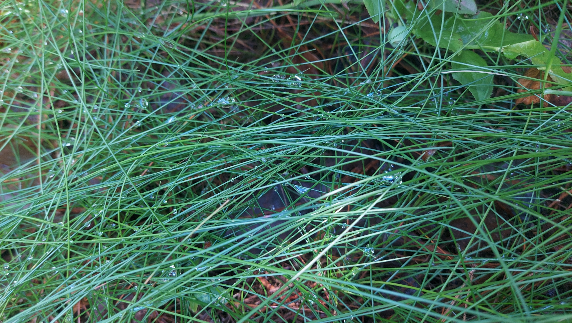 The image shows a close-up, top-down view of wet green grass with dew drops. The grass is thin and needle-like, with many strands overlapping each other. The background is a mix of dark brown earth and some dry, fallen leaves, also wet. The lighting suggests it is overcast or early morning/late evening. There are no people or animals visible. This scene is consistent with a natural outdoor environment. Without further information, it is not possible to pinpoint the exact location within Мухавецкі сельскі Савет, Belarus.