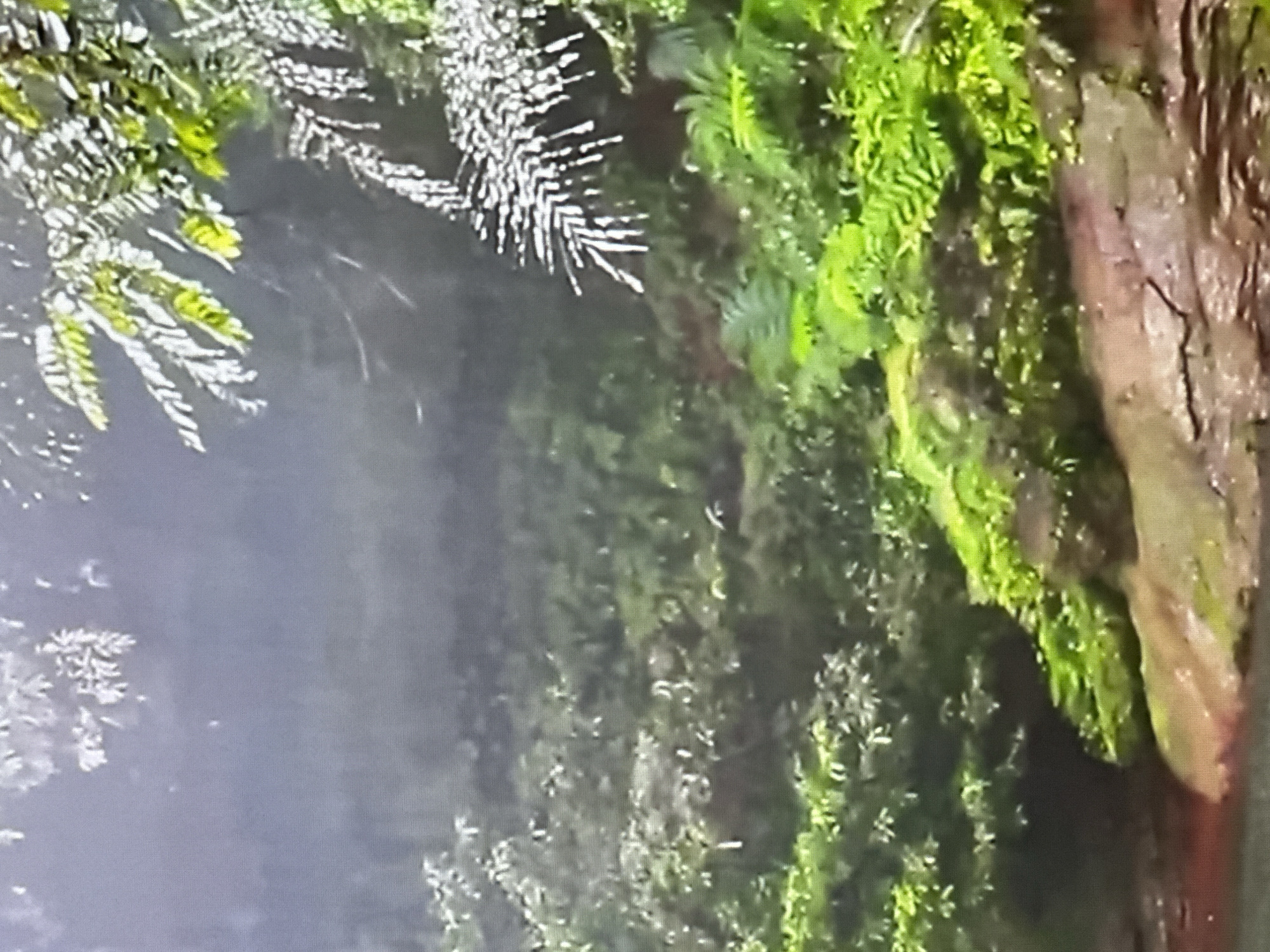 This media file captures a close-up view of lush green vegetation, likely ferns or mosses, growing on what appears to be a wet, rocky surface. The colors are predominantly vibrant greens with some areas of muted browns and grays, suggesting a natural, outdoor setting. There are no discernible people or man-made objects in the frame.
The image has a misty or foggy quality, particularly in the background, which softens the details and creates a sense of depth. This atmospheric effect could indicate a humid environment, perhaps after rain, or a location with perpetual mist. The foliage is dense and textured, with some lighter, almost silvery-white leaves or sprigs in the upper left portion of the frame, contrasting with the darker greens.
The overall impression is one of a wild, untamed natural landscape. The wetness implied by the sheen on the rocks and the potentially damp foliage suggests a location that receives ample moisture. There is no visible text within the image. Without further context or clearer details, it's difficult to pinpoint a specific time of day or precise location, though the verdant growth implies a temperate or subtropical climate. The image evokes a feeling of tranquility and the raw beauty of nature.