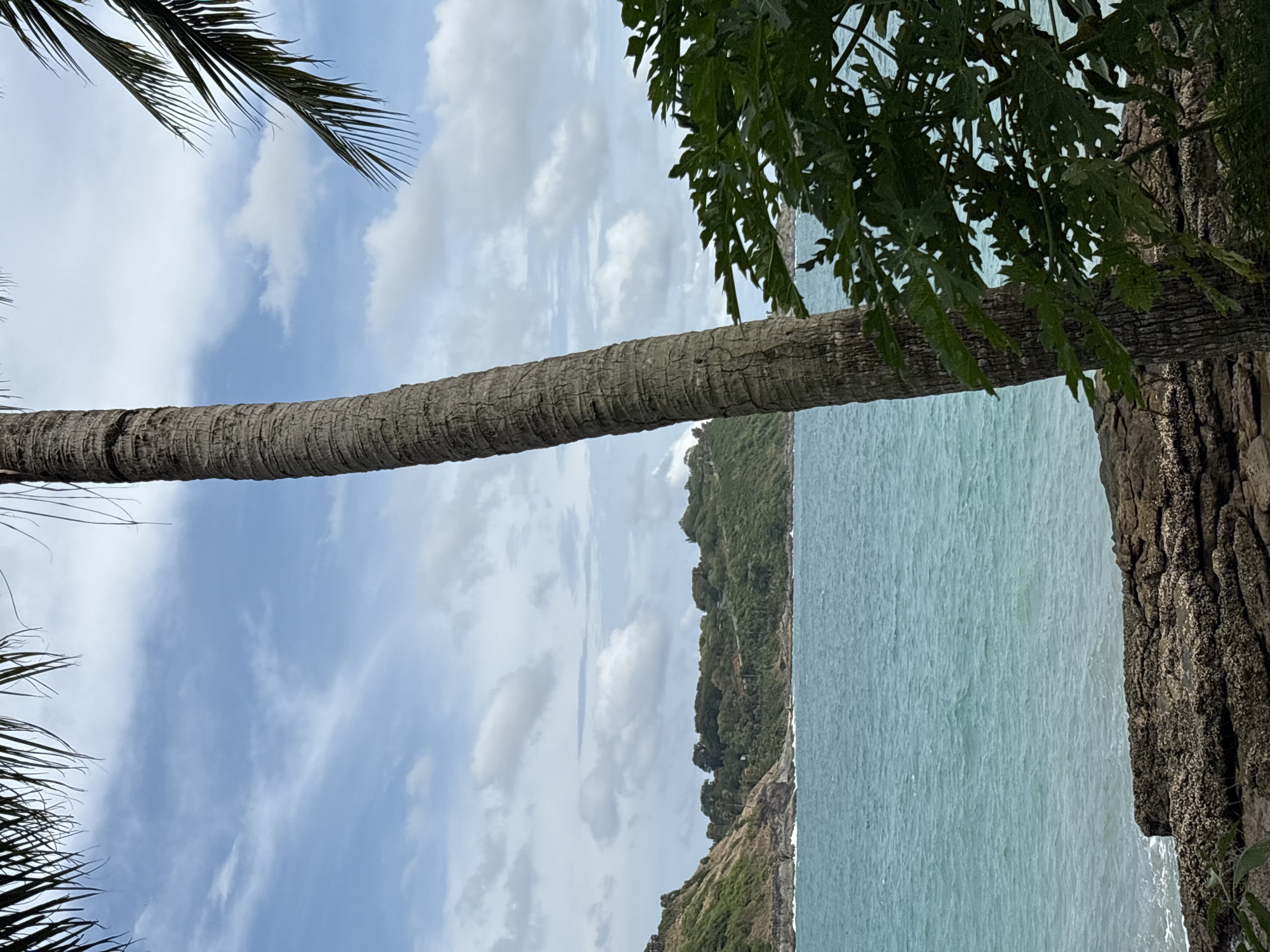 The image is a landscape shot of a beach in Rawai, Thailand. The perspective is framed by trees, with the trunk of a palm tree stretching horizontally across the middle of the frame. Palm fronds are visible in the top left corner, while other leafy foliage is present in the top right.
The background features a hilly coastline with dense vegetation. The ocean is visible beyond the foliage, with a light blue hue. The sky is overcast with scattered clouds. The lighting suggests a daytime scene with diffused sunlight. There are no people visible in the image.