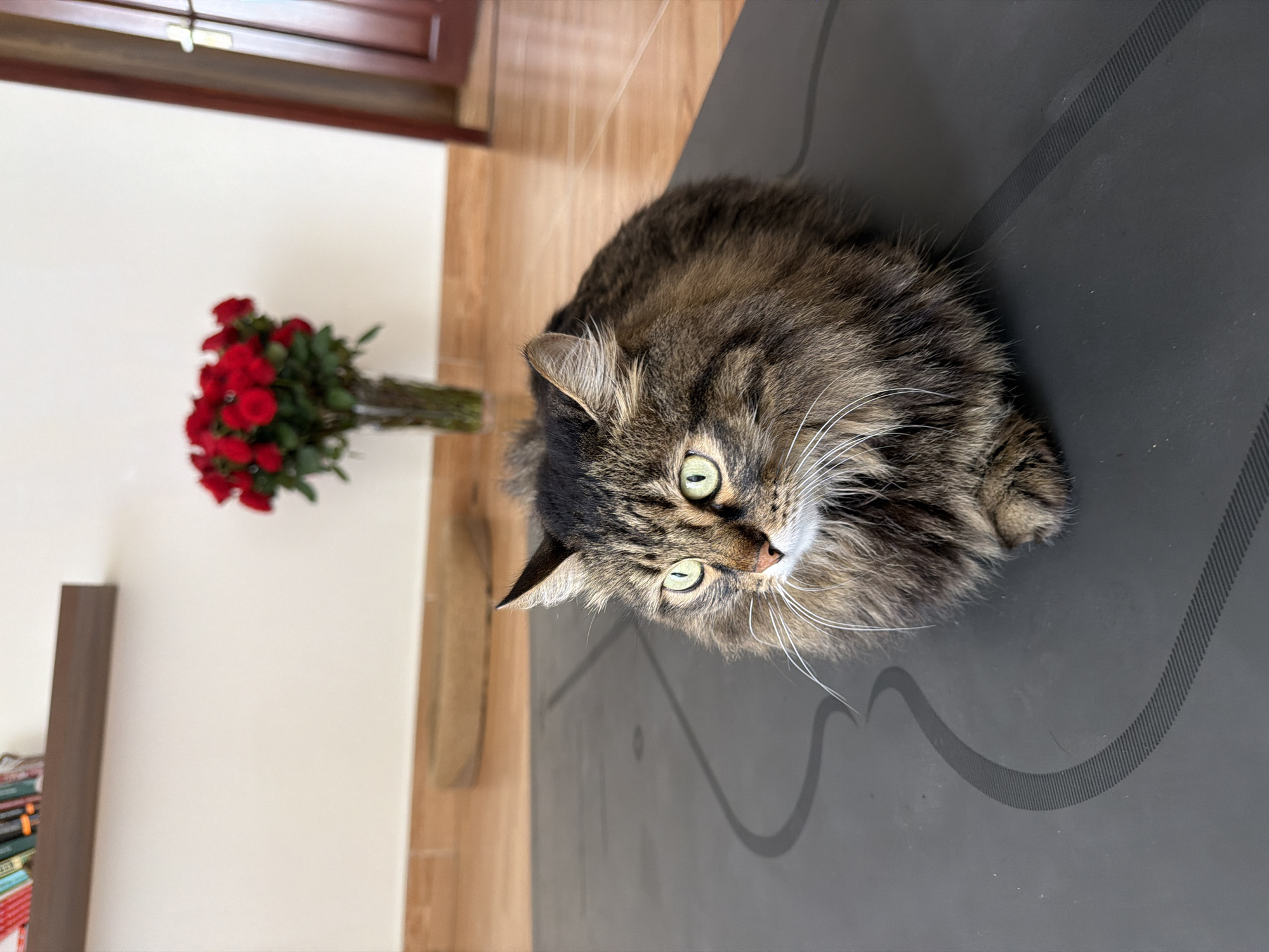A fluffy tabby cat with green eyes is lying on a dark gray yoga mat. The cat is facing to the left and its fur is a mix of brown, black, and white. Behind the cat, a vase of red roses is visible on a wooden floor. A shelf with books is mounted on the wall above the roses. The scene appears to be indoors, possibly in a home. The location is specified as Lâm Viên - Đà Lạt, Vietnam.