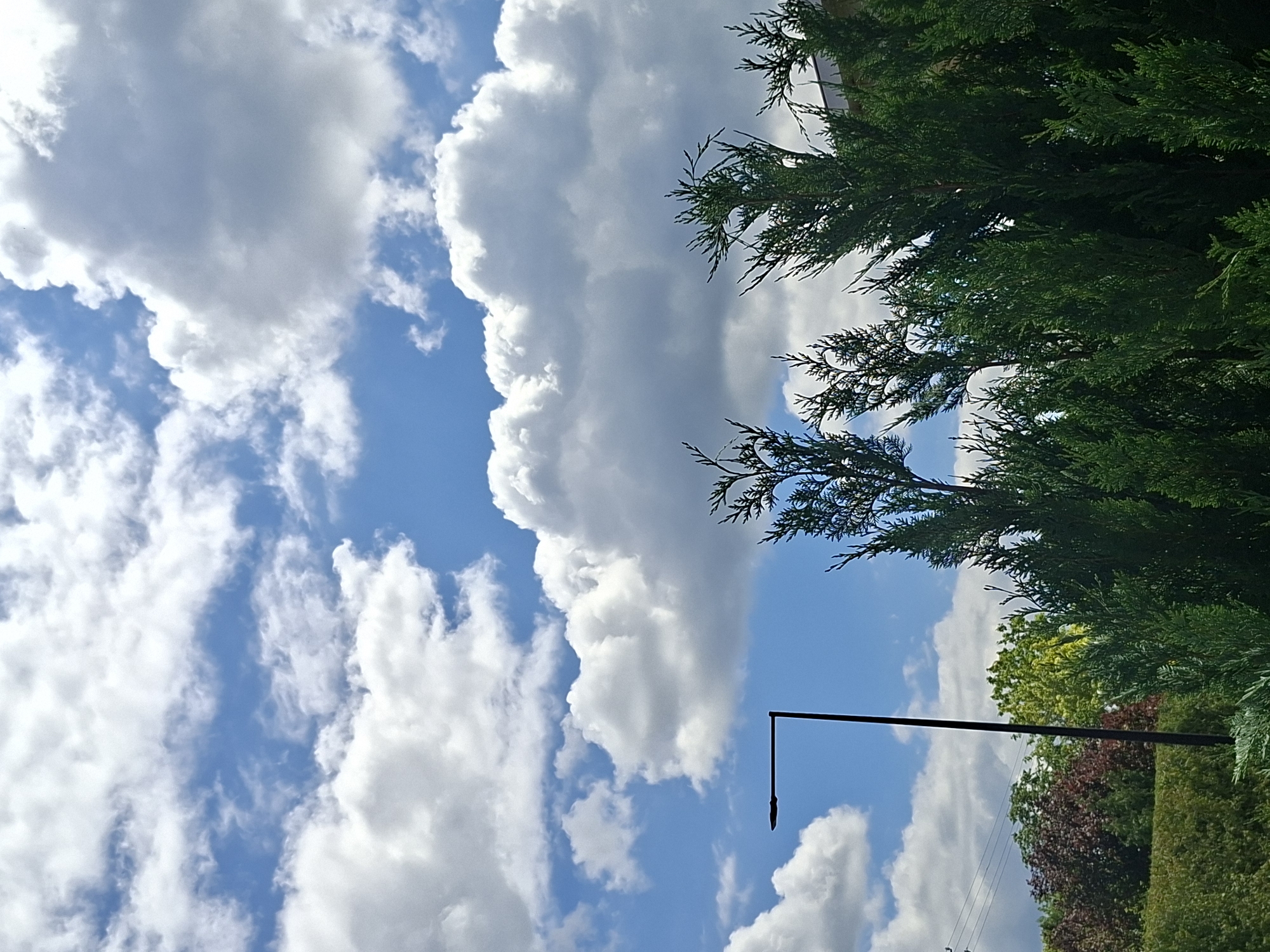 The media file shows a partially cropped, vertical view of a bright, cloudy sky with some trees in the foreground. The sky is predominantly blue with large, fluffy white cumulus clouds scattered across it. The clouds are dense and voluminous, suggesting a fair-weather day.
On the right side of the image, a dense, green conifer tree fills the frame, with its branches and needles sharply defined. A thin, black pole with a sharp, pointed end extends diagonally from the upper right towards the lower center of the image, casting a slight shadow on the sky. Behind the conifer, glimpses of other trees are visible, including some with lighter green foliage and some with dark red or purple leaves, indicating a mix of deciduous and evergreen plants. A wire or cable runs horizontally across the lower part of the frame, suggesting the presence of infrastructure in the vicinity.
The lighting suggests it is daytime, likely midday or early afternoon, given the brightness of the sky and the contrast of the clouds. The overall mood is serene and natural, with no people or specific activities depicted. The location context of Alytus, Lithuania, suggests a European setting. The image does not contain any visible text.