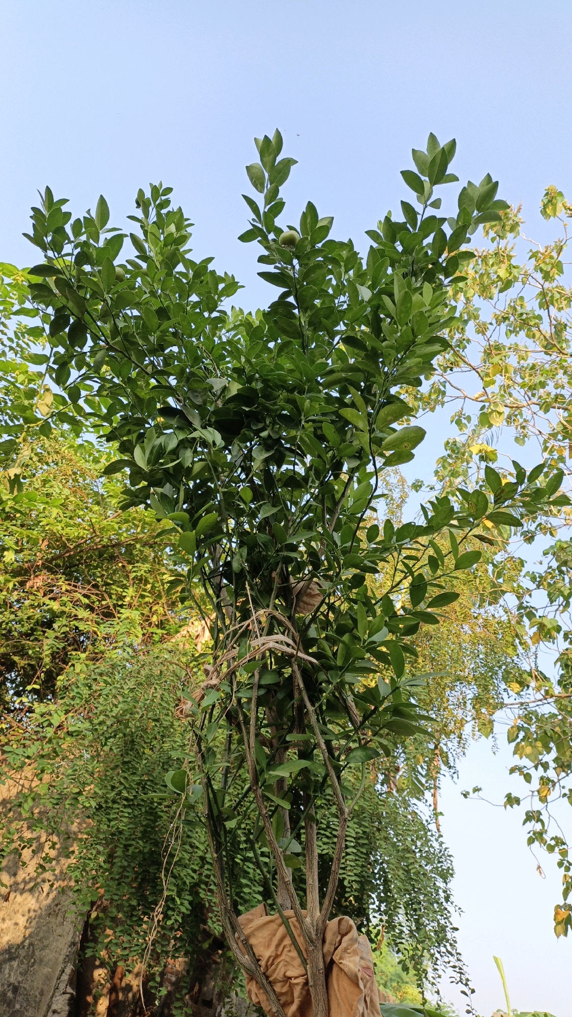 The image shows a close-up view of a citrus tree with green leaves and a few small green fruits, set against a clear blue sky. The tree's branches are visible, and some are tied together with what appears to be a beige fabric. In the background, other trees and foliage can be seen, as well as a rough concrete wall on the left side, with shadows cast upon it. The lighting suggests it is daytime. The image is framed from a low angle looking upwards. The location is specified as Cikal, Indonesia.