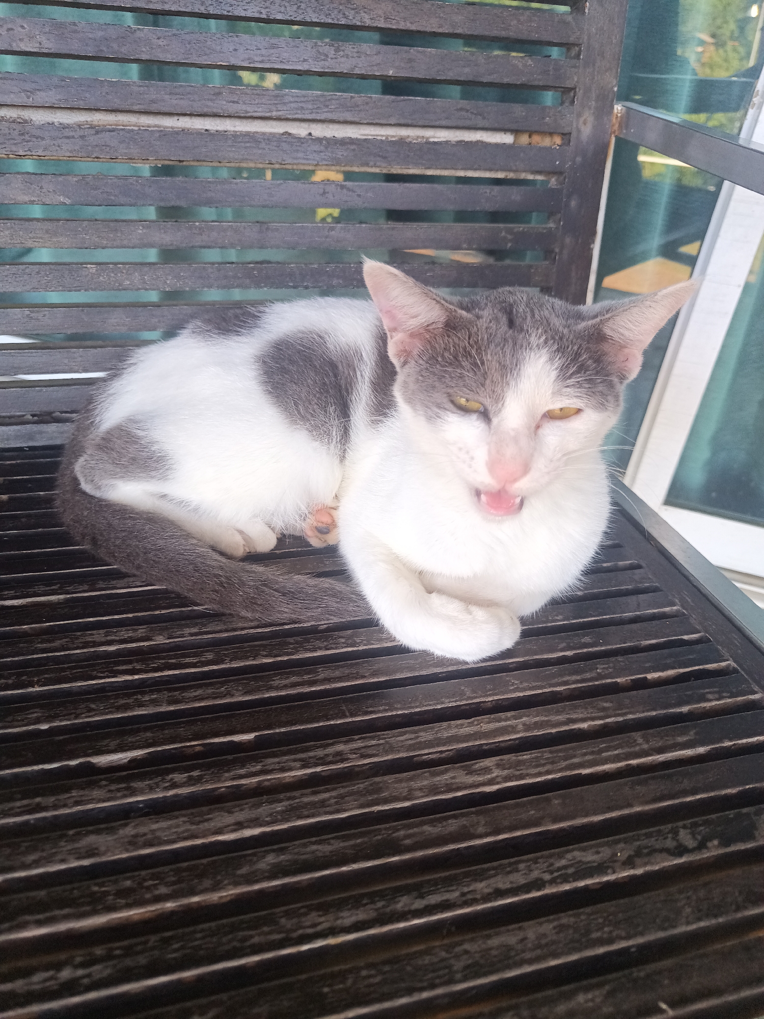 A gray and white cat is perched on a wooden bench. The cat is resting with its tail curled around its body and paws tucked beneath it. It has its mouth open. The scene appears to be outdoors, possibly on a patio or balcony, with glimpses of greenery and a window visible in the background. The bench is constructed of horizontal wooden slats. The image was taken in Ban Tak Daet, Thailand.