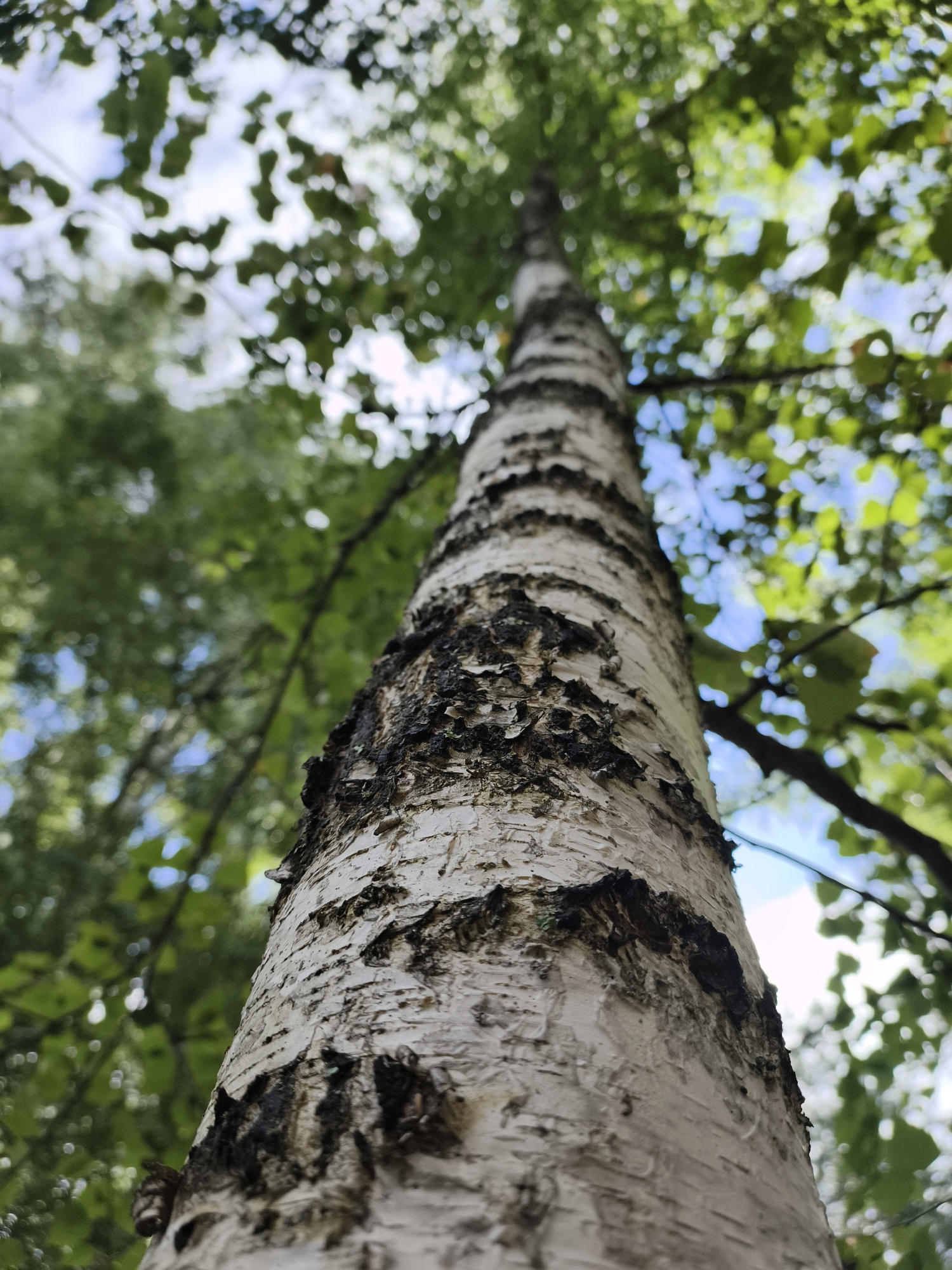 A low-angle, close-up shot captures the textured bark of a birch tree's trunk as it extends upwards towards a canopy of green leaves and a bright sky. The bark is predominantly white with prominent black markings and peeling sections. The background is a blur of green foliage, suggesting a natural environment. The image was taken in the city of Katun, Russia. There are no people or visible actions in the frame.