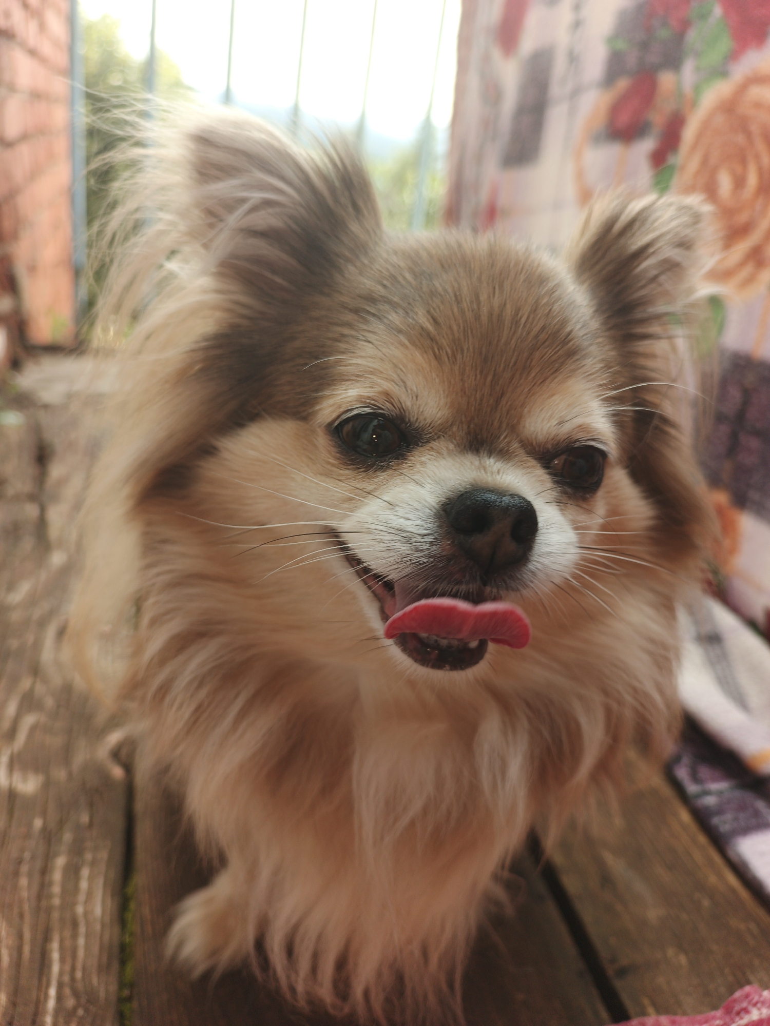 A long-haired, tan Chihuahua mix dog sits on a wooden surface, possibly a porch or deck, in what appears to be an outdoor setting. The dog is facing the camera, with its tongue sticking out and its mouth slightly open, showing its teeth. The dog has large, erect ears and dark eyes. The background is blurred, but hints of a brick wall and foliage are visible, suggesting a residential area. A floral-patterned fabric is draped on the right side of the image. The lighting suggests it is daytime. There is no indication of the specific location in Medvedyovka, Russia, beyond it being an outdoor, possibly domestic, environment.
