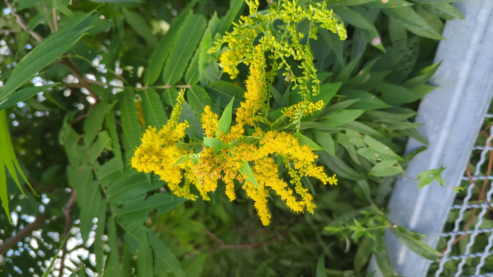 A close-up, eye-level, outdoor, medium shot shows a flowering plant with bright yellow blossoms and green leaves. The plant is located in Montreal, Canada, near a grey metal fence and a section of wire fencing. The background is blurred green foliage. The plant is in focus and occupies the center of the frame. The blossoms are clustered together in feathery plumes, and the green leaves are elongated and serrated. The lighting is natural and appears to be daylight. There are no people or animals visible in the image.