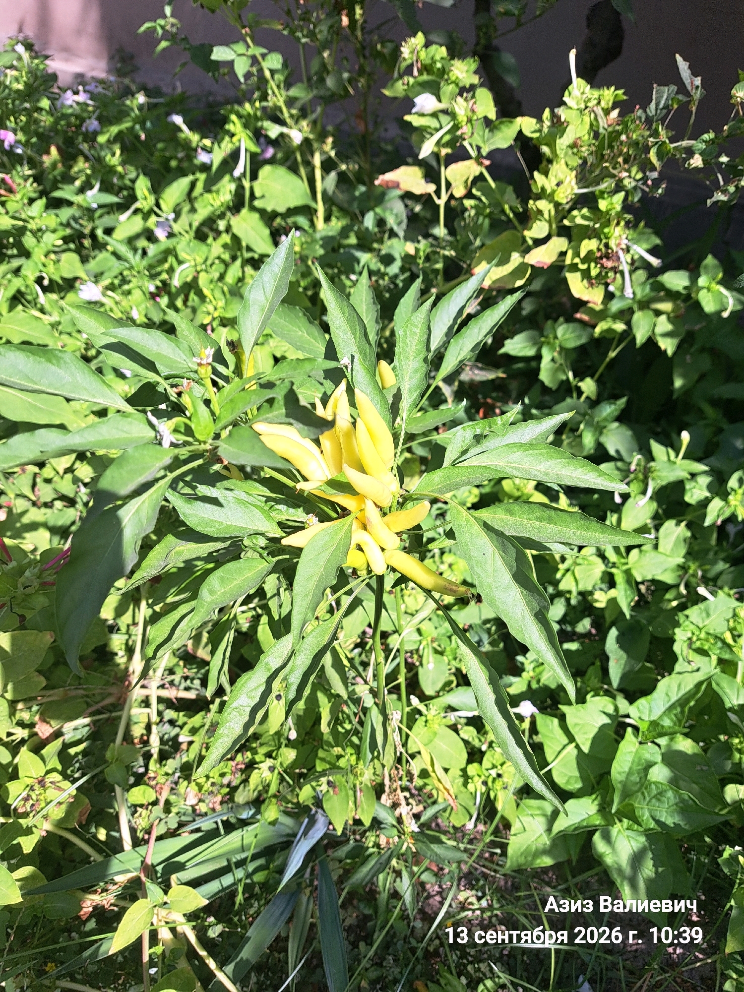 A close-up, eye-level shot captures a pepper plant with bright yellow peppers and lush green leaves in a garden setting. The plant is the focal point, its vibrant fruit contrasting with the surrounding foliage. In the bottom right corner, white text overlays the image, displaying "Азиз Валиевич 13 сентября 2026 г. 10:39". The background is a blur of greenery, suggesting a natural outdoor environment.