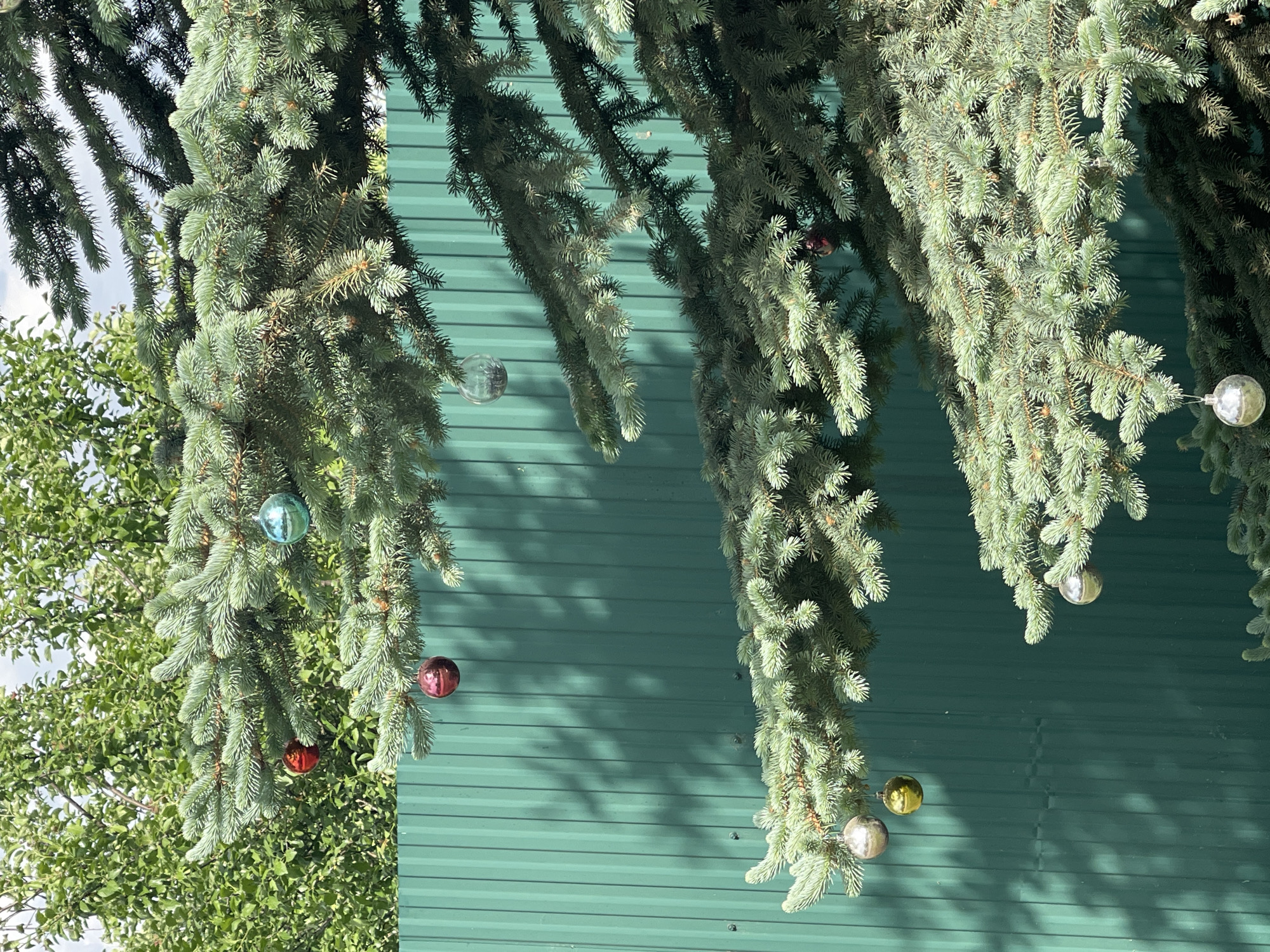 The image shows a close-up view of evergreen branches decorated with Christmas ornaments, hanging in front of a green corrugated metal wall. The location is Izhevsk, Russia. The branches are full and healthy, with a blue-green tint. The ornaments are various colors including red, blue, gold and silver. Some are reflective and seem to be clear glass. The green wall has horizontal lines and vertical seams. The photograph is taken in daylight. Leaves of a tree are seen at the left of the scene.