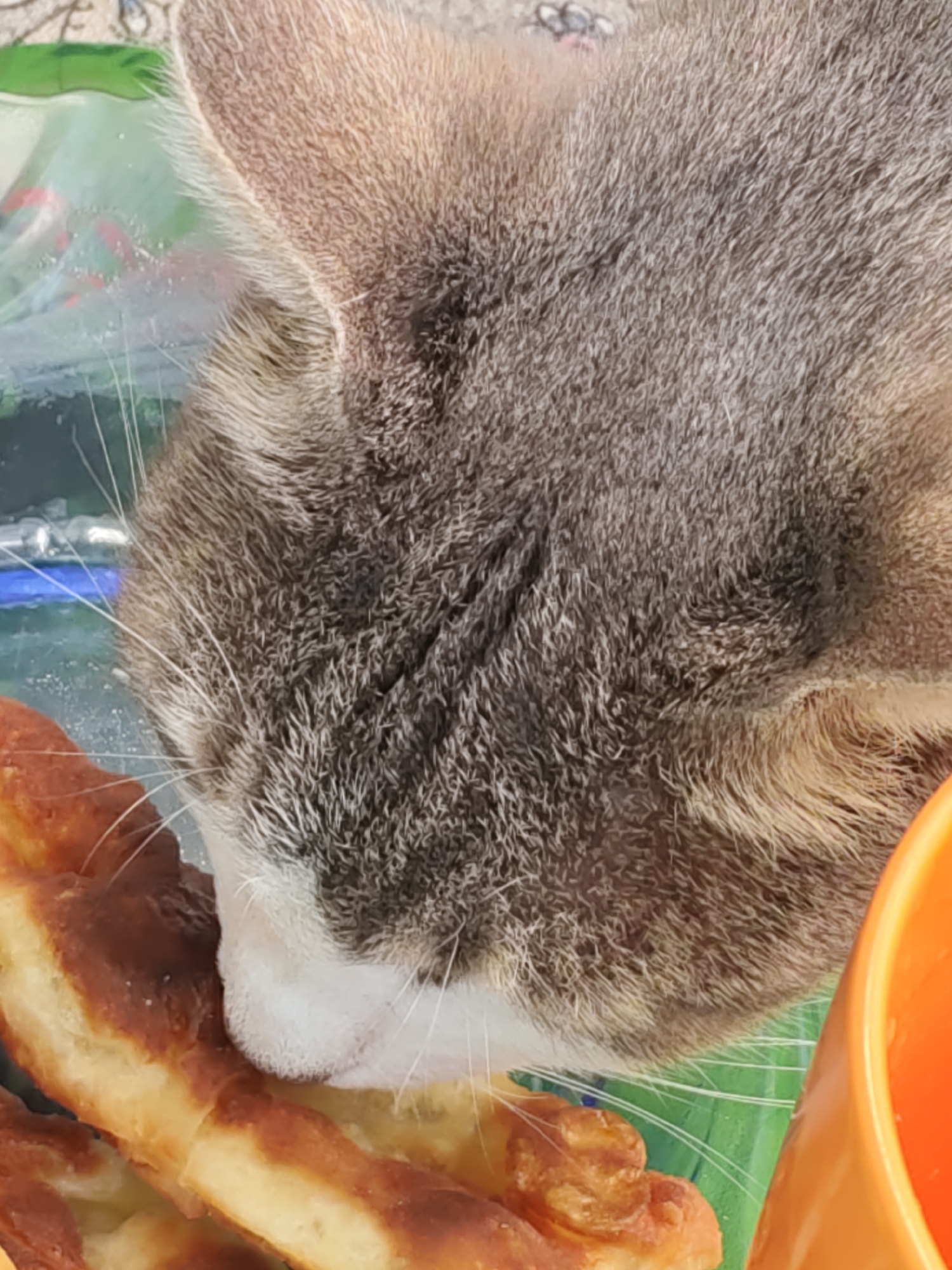 In Rostov-on-Don, Russia, a close-up shot captures a tabby cat with gray and white fur eating from a plate of pastries. The cat's head is angled downwards, its whiskers touching the food. The background is blurred, but hints of a green surface and an orange container are visible, suggesting an indoor setting. The lighting is natural, highlighting the texture of the cat's fur and the golden-brown crust of the pastries.