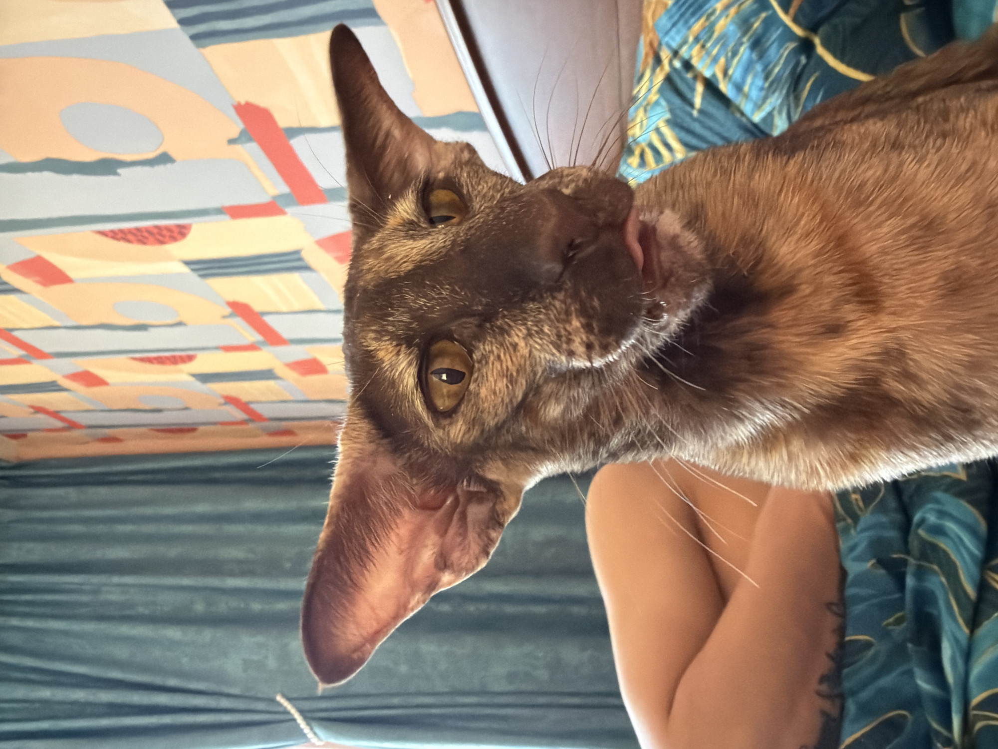 A brown-furred cat with amber eyes is depicted in a close-up shot. The cat's head is angled, with its tongue slightly extended from its mouth. In the background, a patterned surface is visible, composed of geometric shapes in various colors. To the right of the cat, a person's arm is partially visible, featuring a tattoo. The image is taken from an unconventional angle, with the background and cat's orientation appearing inverted. The city of Chaikovsky, Russia, is not directly discernable from the visual information in the image.