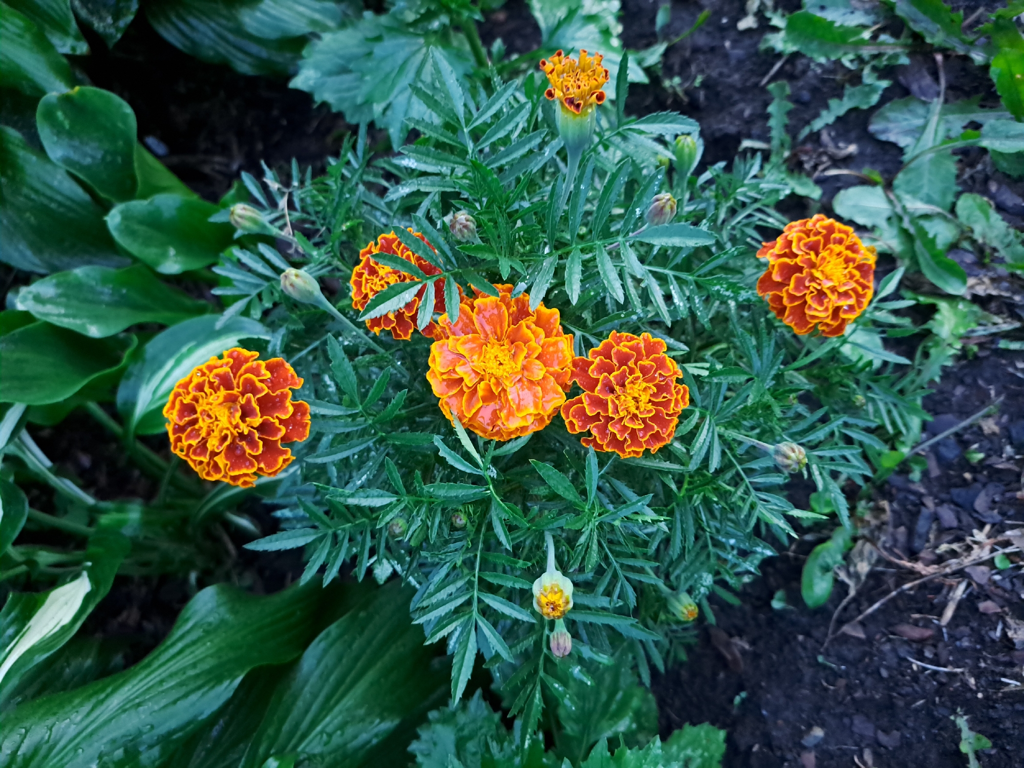 A close-up, overhead view captures a cluster of vibrant orange and yellow marigolds in a garden. The flowers are in various stages of bloom, with some fully open and others still developing as buds. The petals are intricately layered, creating a ruffled texture. The marigolds are surrounded by dark green, feathery foliage, and the soil beneath is dark and rich, with some scattered mulch. In the background, larger, glossy green leaves of hosta plants create a contrasting texture and color. The overall impression is one of lush, natural beauty in a garden setting. The location is identified as Chernetsk, Russia. There are no people or actions depicted in the image.