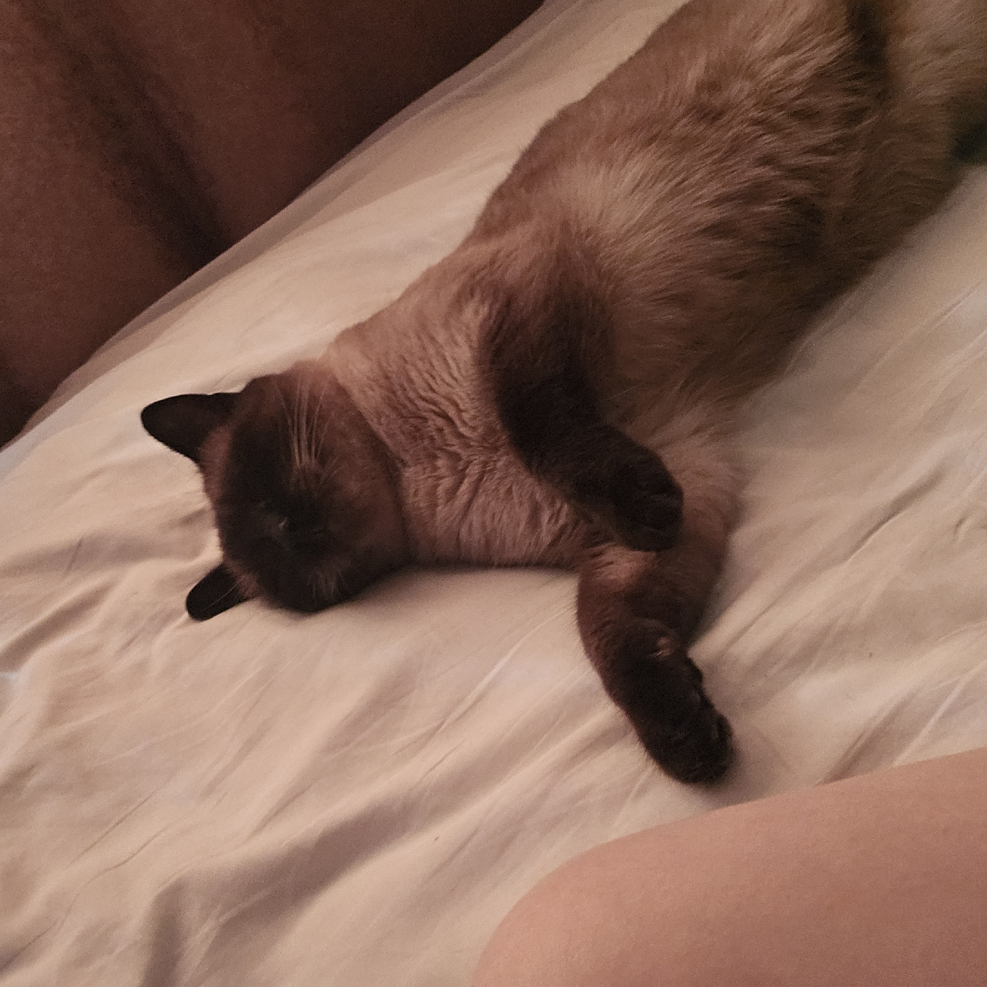 The image shows a Siamese cat sleeping on a white bedsheet. The cat is lying on its back with its paws tucked in. The cat's fur is a light brown color with darker points on its ears, face, and paws. The bedsheet is wrinkled, and there is a shadow in the upper right corner of the image, suggesting the presence of a person. The lighting is dim, creating a warm and cozy atmosphere. The image is taken from a high angle, looking down at the cat. There are no specific details in the image that would allow for the identification of the location in the city of Cheboksary, Russia.