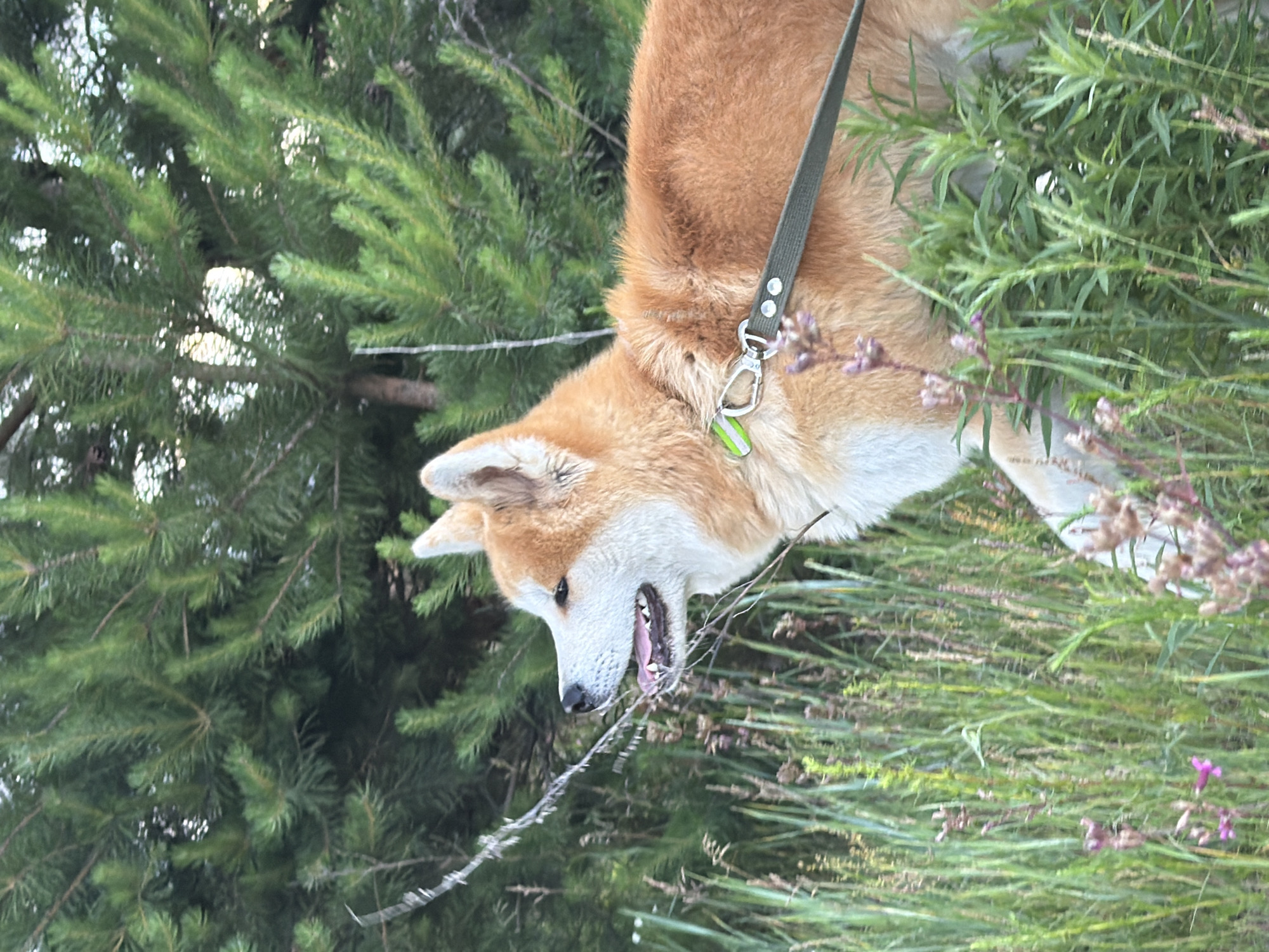 A medium shot captures a side profile of an Akita dog in a natural, outdoor setting. The dog, with its characteristic reddish-brown and white fur, stands amidst tall green grass and wildflowers. Its mouth is slightly open, revealing its tongue and teeth, and its ears are perked. A green leash is attached to a collar around its neck, extending to the right out of frame. In the background, dense green pine branches create a backdrop, with dappled sunlight filtering through. The overall scene suggests the dog is on a walk or exploring the wilderness.