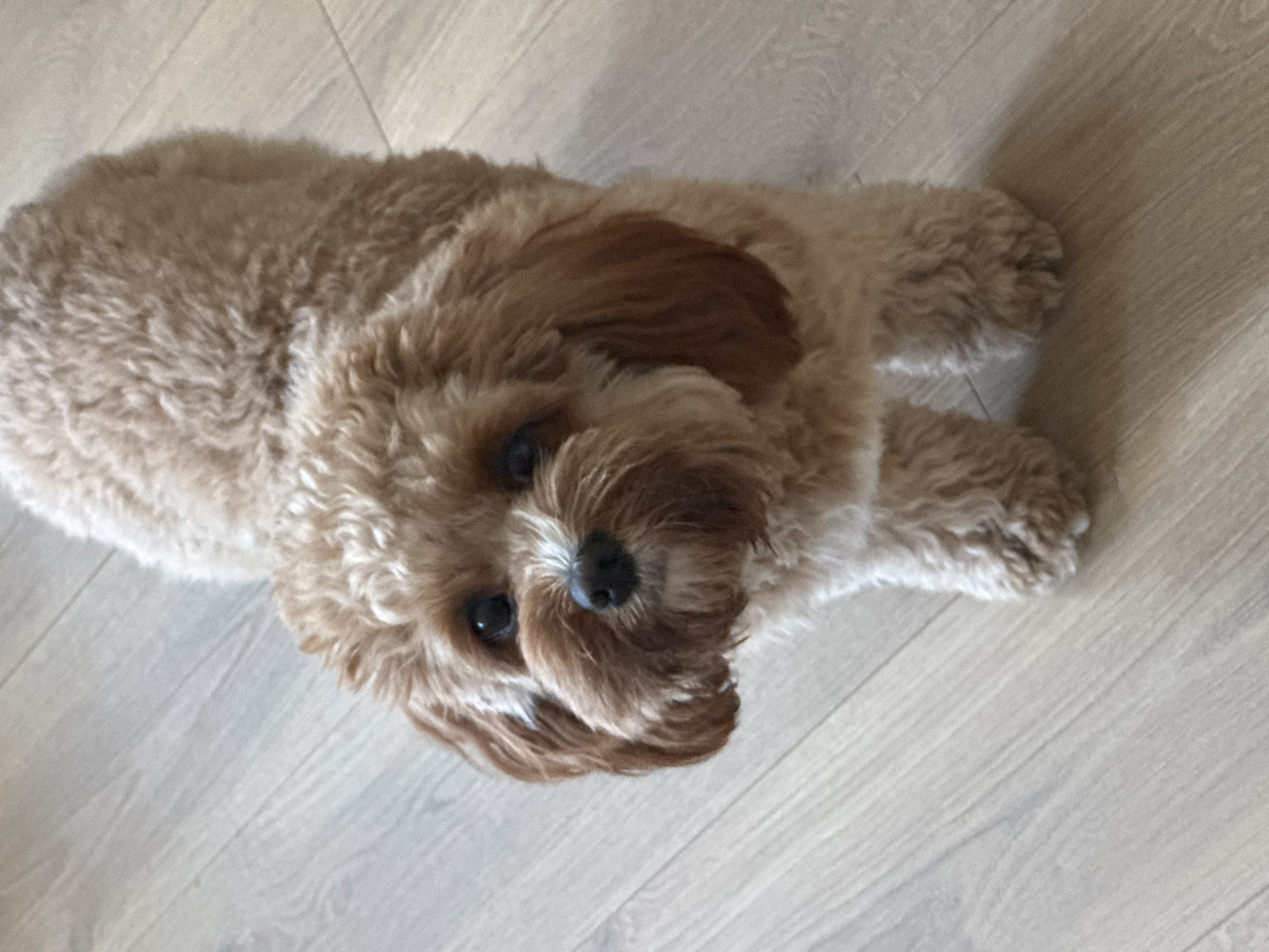A medium-sized, light-brown, curly-haired dog is lying on a light-colored wooden floor. The dog is facing the camera. The environment is indoors. There is no indication that the location is Burgas, Bulgaria.