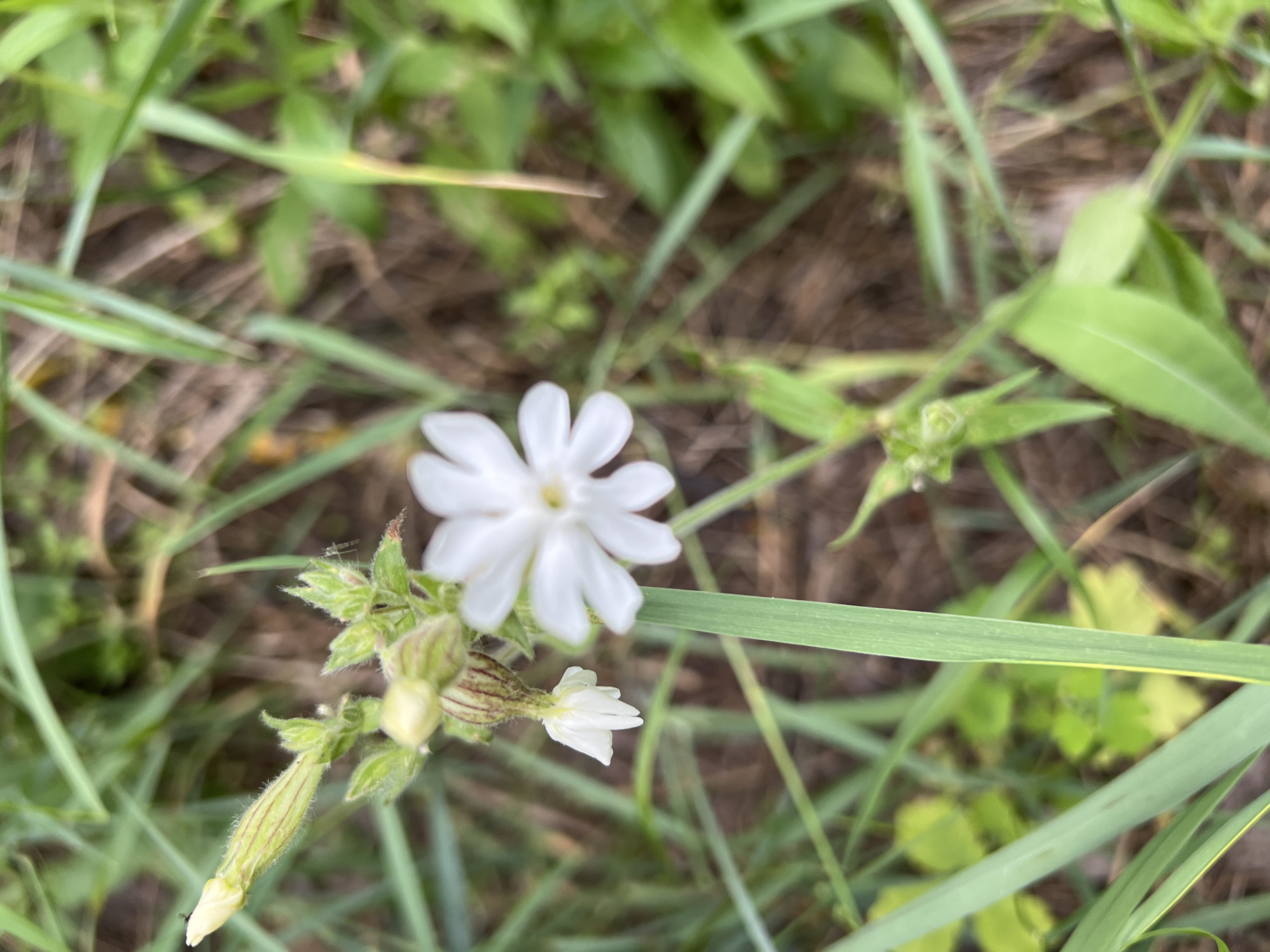 A close-up, shallow depth of field shot captures a white, star-shaped flower in the center of the frame, its petals slightly separated. To the left, a cluster of green buds and a small, unopened white flower hang downwards, attached to a fuzzy stem. The background is a blur of green grass and brown earth.