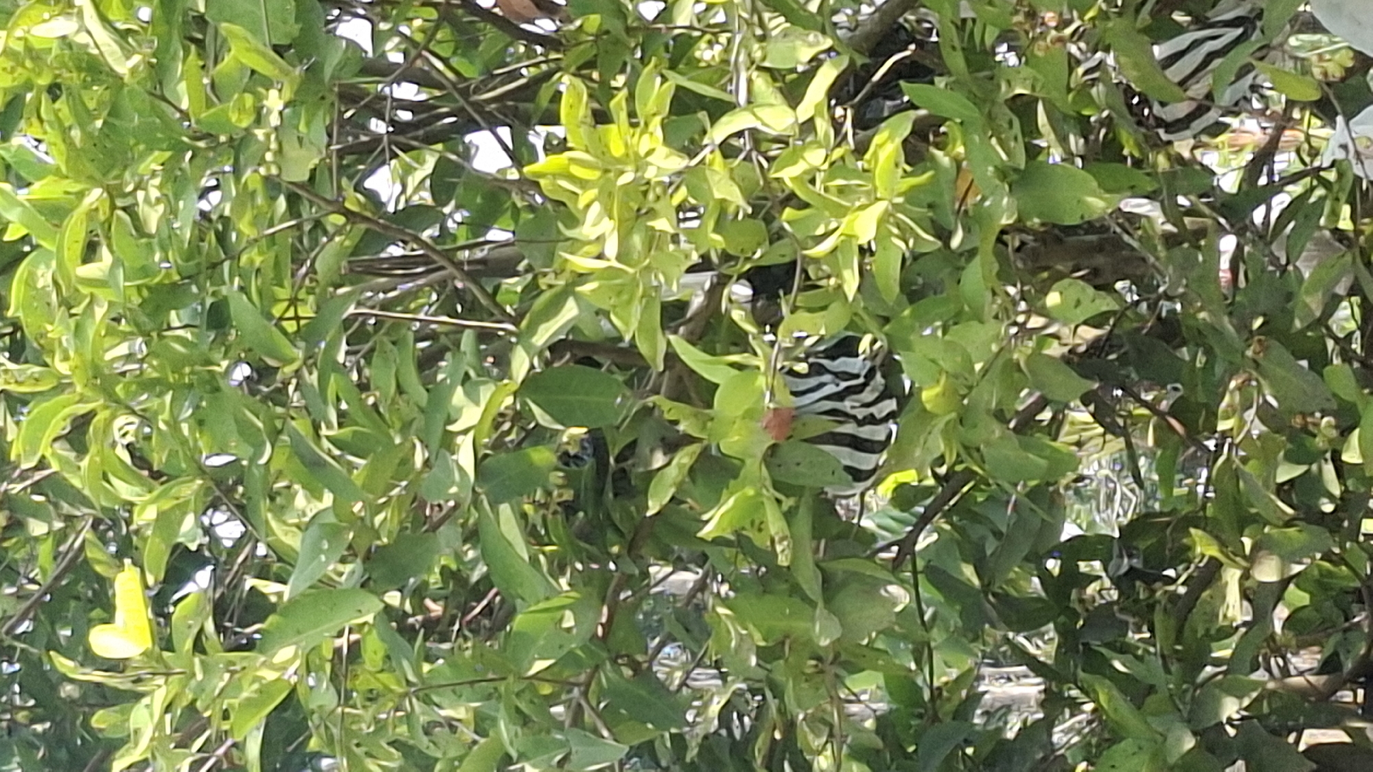 The image shows a tree with dense green foliage, obscuring most of the view. Partially visible amongst the leaves are striped black and white objects, one of which appears to have a pinkish-red component. The lighting suggests an outdoor, daytime setting. The context of Cibinong Hilir, Indonesia, suggests this is a natural or semi-natural environment within or near the city. No people are visible.
