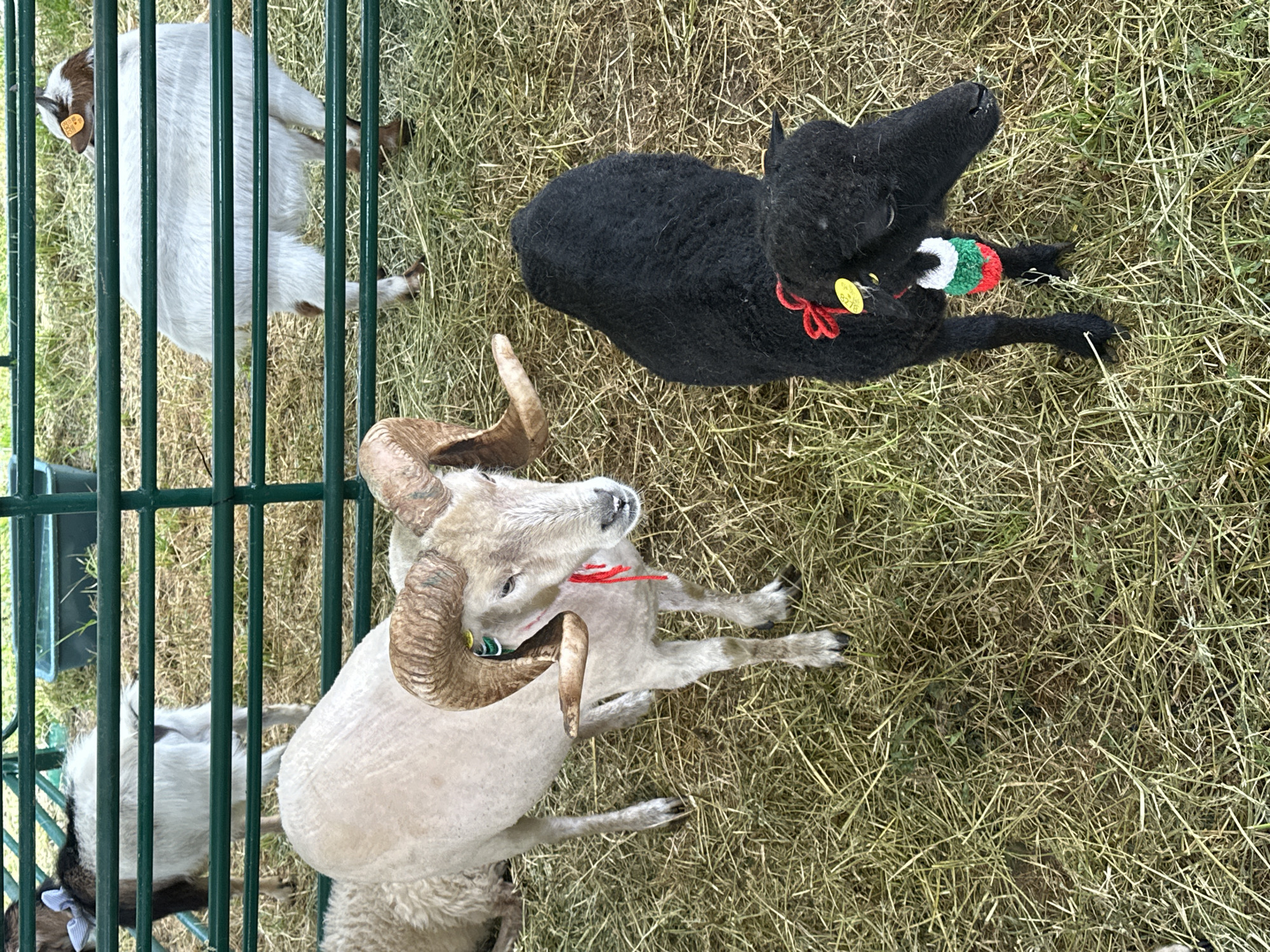 The image shows three sheep in a grassy enclosure in Lyaskovets, Bulgaria. One sheep is white with large, curved horns. Another is black and decorated with a red bow and a collar of green, white, and red. A third sheep is partially visible behind a green metal fence. The sheep are resting on dry grass.