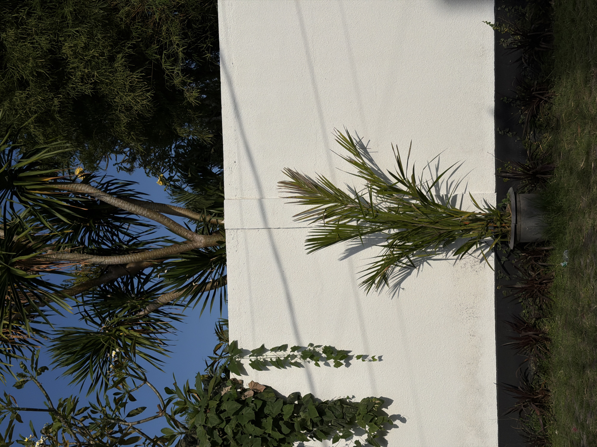 The image shows a white wall in Mengwi, Indonesia. A potted palm is located to the right of the wall, while trees are to the left and top. A vine is growing up the bottom left of the wall. The wall is white and rough in texture. The trees show green leaves and branches. The sky is blue. The image is taken in daylight. Grass and other greenery are visible along the base of the wall. There are power lines attached to the wall.