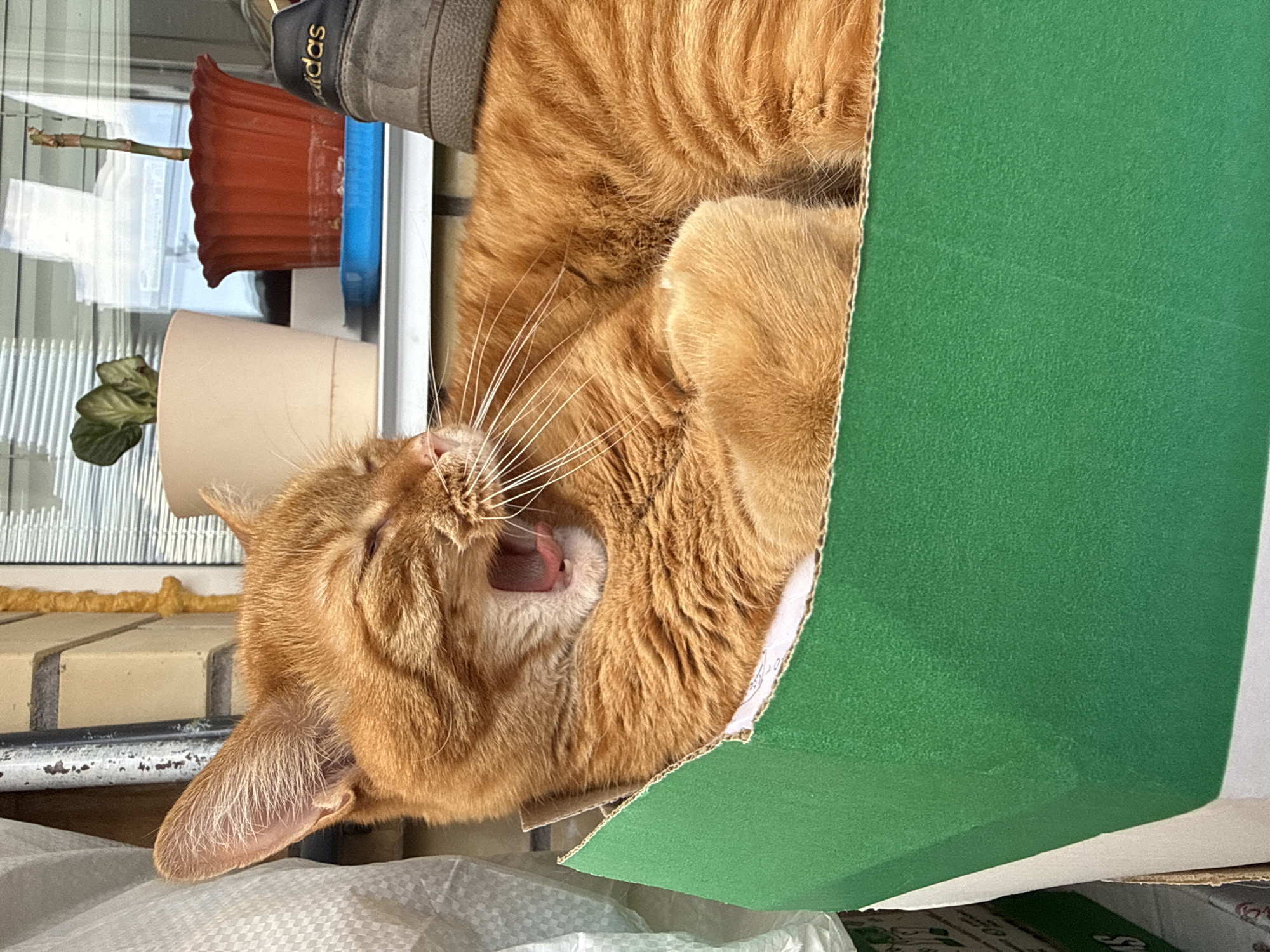 An orange tabby cat is yawning widely while lying in a green cardboard box. The cat's eyes are closed, and its mouth is open, revealing its pink tongue and teeth. Its paws are tucked underneath its body. In the background, there are two potted plants, one with green leaves and the other with a bare stem. A gray Adidas shoe is perched on the windowsill behind the cat. The scene appears to be outdoors, possibly on a balcony or windowsill, with a brick wall and blinds visible.