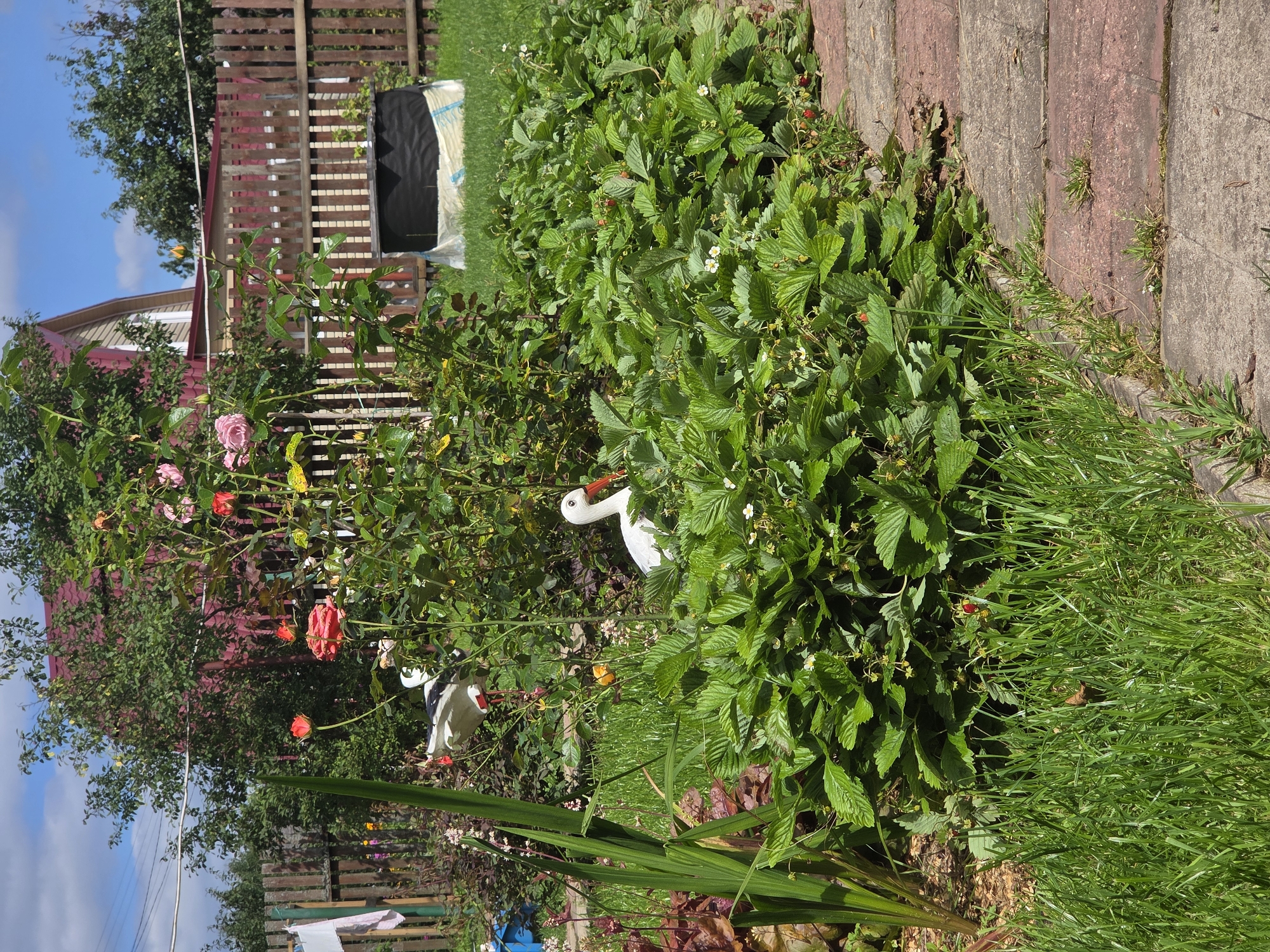 In the city of Voskhod SNT (Frolovo), Russia, a sunlit, overgrown garden features a variety of plants and decorative elements. A paved pathway, constructed from red and gray bricks, borders a dense patch of green strawberry plants bearing red berries and small white flowers. To the left of the pathway, a tall green plant with long, blade-like leaves stands out. Further into the garden, a rose bush displays several red and pink blooms. Among the foliage, two white ceramic stork figures are positioned as decorations, one taller and further back, the other smaller and closer to the strawberry plants. In the background, a wooden fence with vertical slats encloses the property, and beyond it, a red-roofed house with light-colored siding is visible. A large black tarp covers an object behind the fence, and a white cloth hangs on a clothesline attached to a pole. The scene is set against a clear blue sky with scattered white clouds.