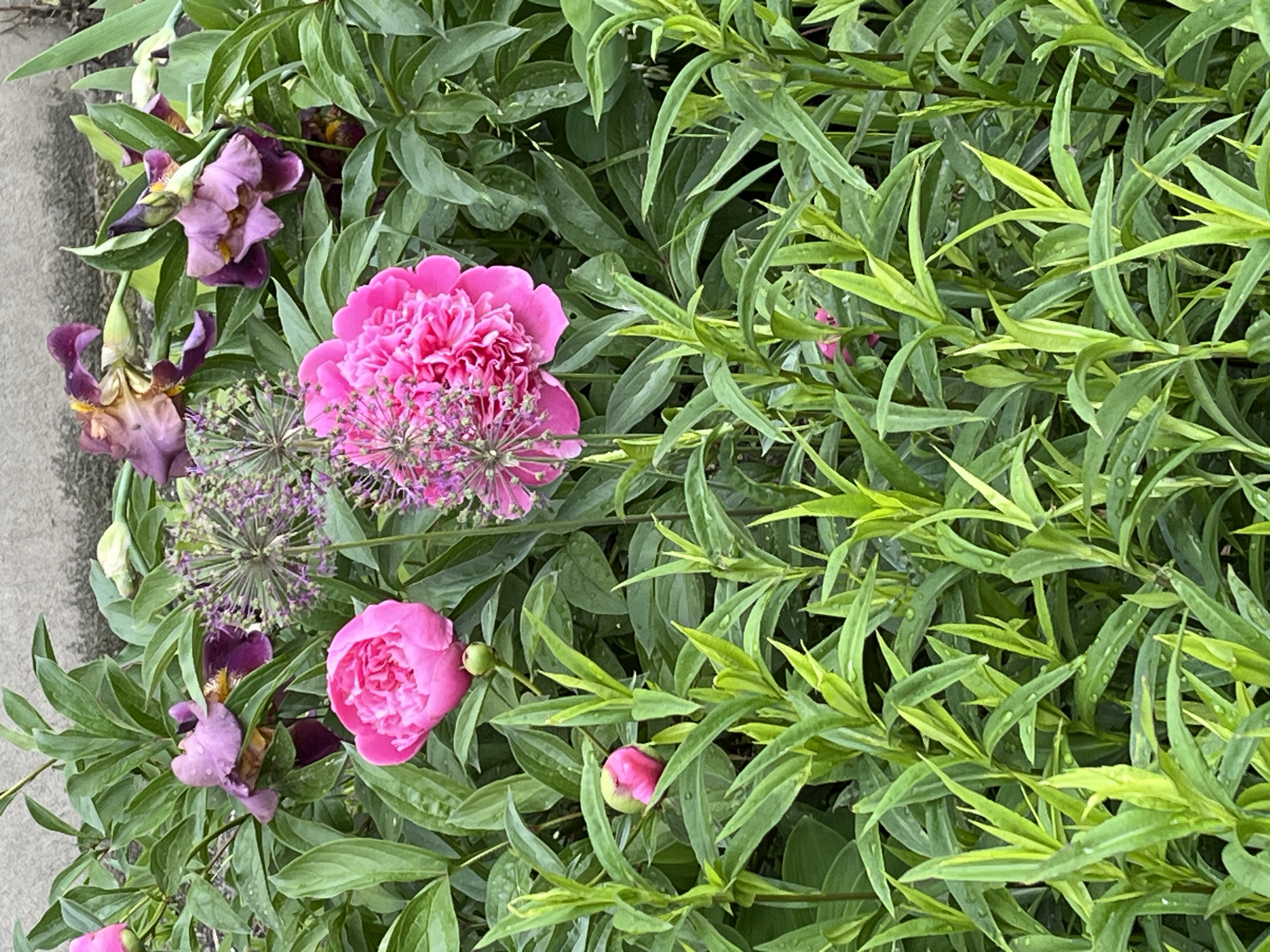 The image captures a close-up view of a garden in an unknown city. The primary focus is on a cluster of blooming flowers, including bright pink peonies, purple irises, and allium flowers characterized by their spherical shape. The flowers are intertwined with various types of foliage, one with broad leaves and the other with slender, lighter-green leaves, both displaying a textured appearance. The scene appears to be outdoors and well-lit, suggesting daytime. The setting is likely in a residential or public garden. A concrete edge is visible on the left side of the image.