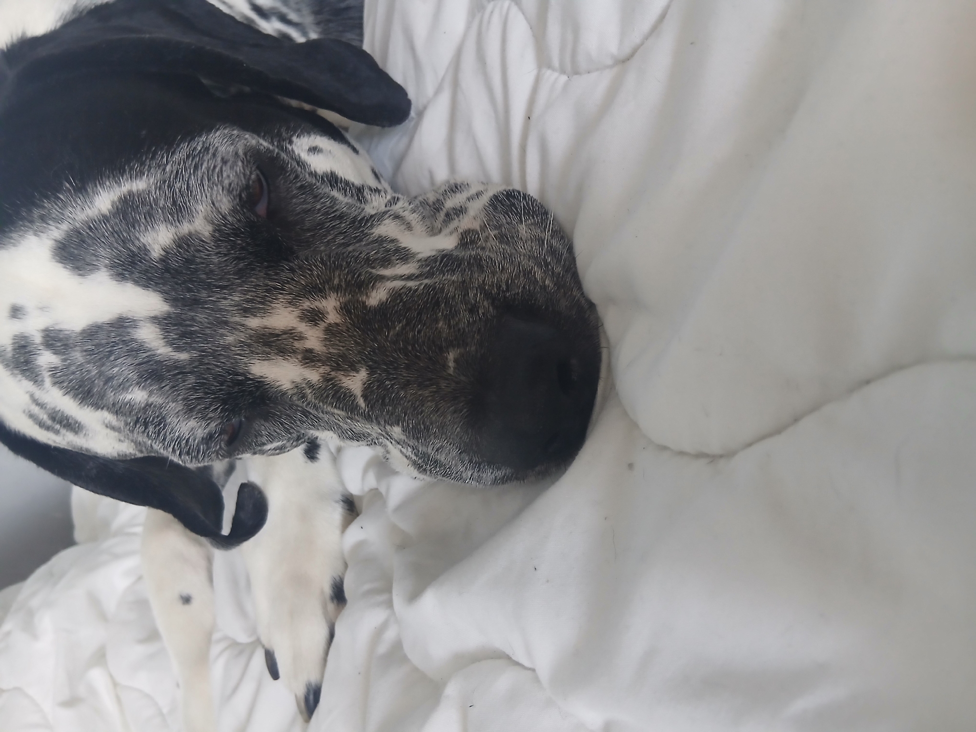 A close-up, overhead shot shows a dog with black and white speckled fur lying on a white quilted comforter. The dog's head is in the lower right quadrant of the frame, with its nose resting on the comforter. The dog's eyes are partially closed, and it appears to be sleeping or resting. The background is filled with the white comforter, which has subtle folds and shadows. The lighting suggests an indoor environment, possibly a bedroom. There are no people visible in the image.