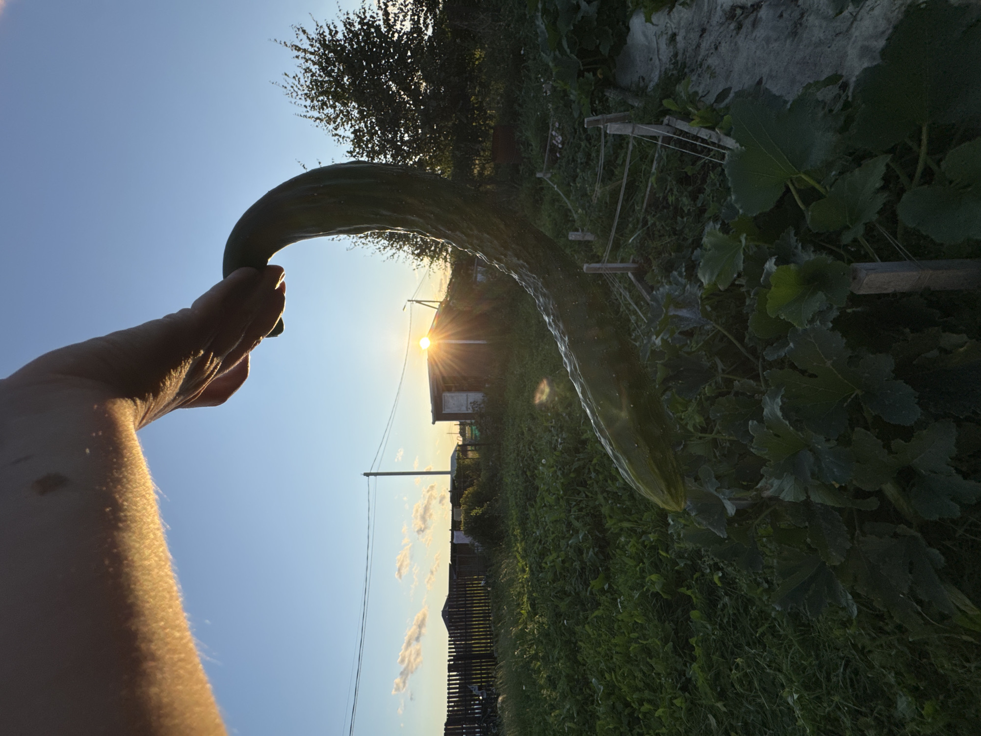 In Kempelevo, Russia, a person's arm, silhouetted by the setting sun, holds up a large, curved cucumber. The cucumber is dark green with a textured surface and appears to be glistening. The background features a garden with lush green foliage, wooden fences, small outbuildings, and power lines under a clear blue sky with scattered clouds. The sun is low on the horizon, casting a warm glow and creating lens flare effects.