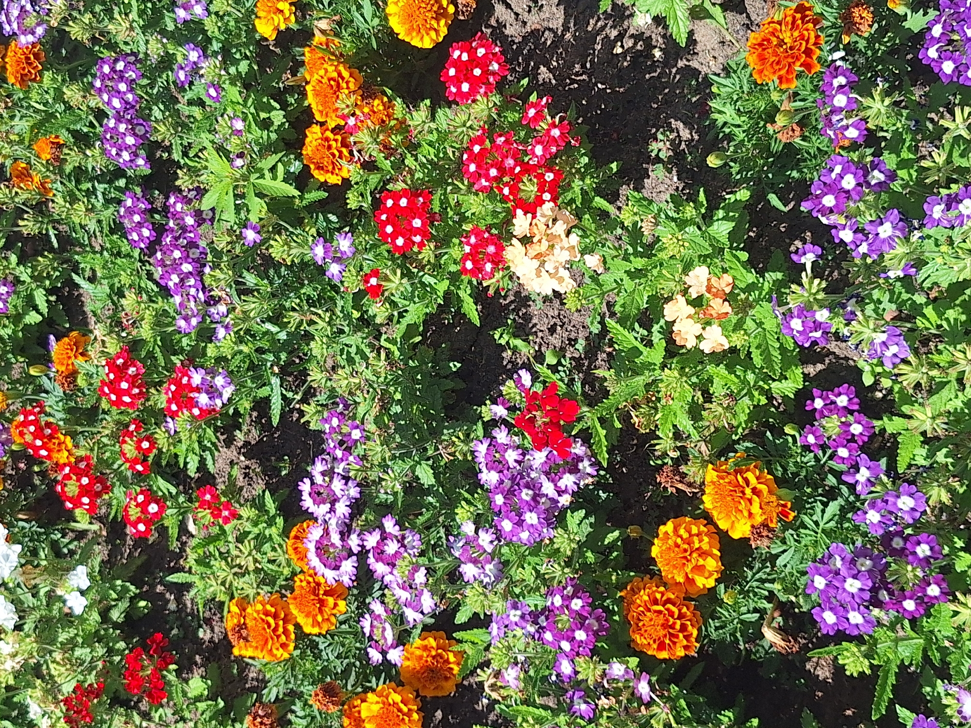 The image shows a close-up view of a flower bed filled with various colorful flowers. The dominant flowers are bright orange marigolds and clusters of small purple verbena with white centers. There are also patches of red flowers with white speckles, and some pale orange flowers. The flowers are densely planted amongst green foliage and dark soil. The lighting suggests it is daytime, with sunlight casting shadows among the plants. The scene appears to be a well-maintained garden or park. The location is specified as being in the city of Varna, Bulgaria.