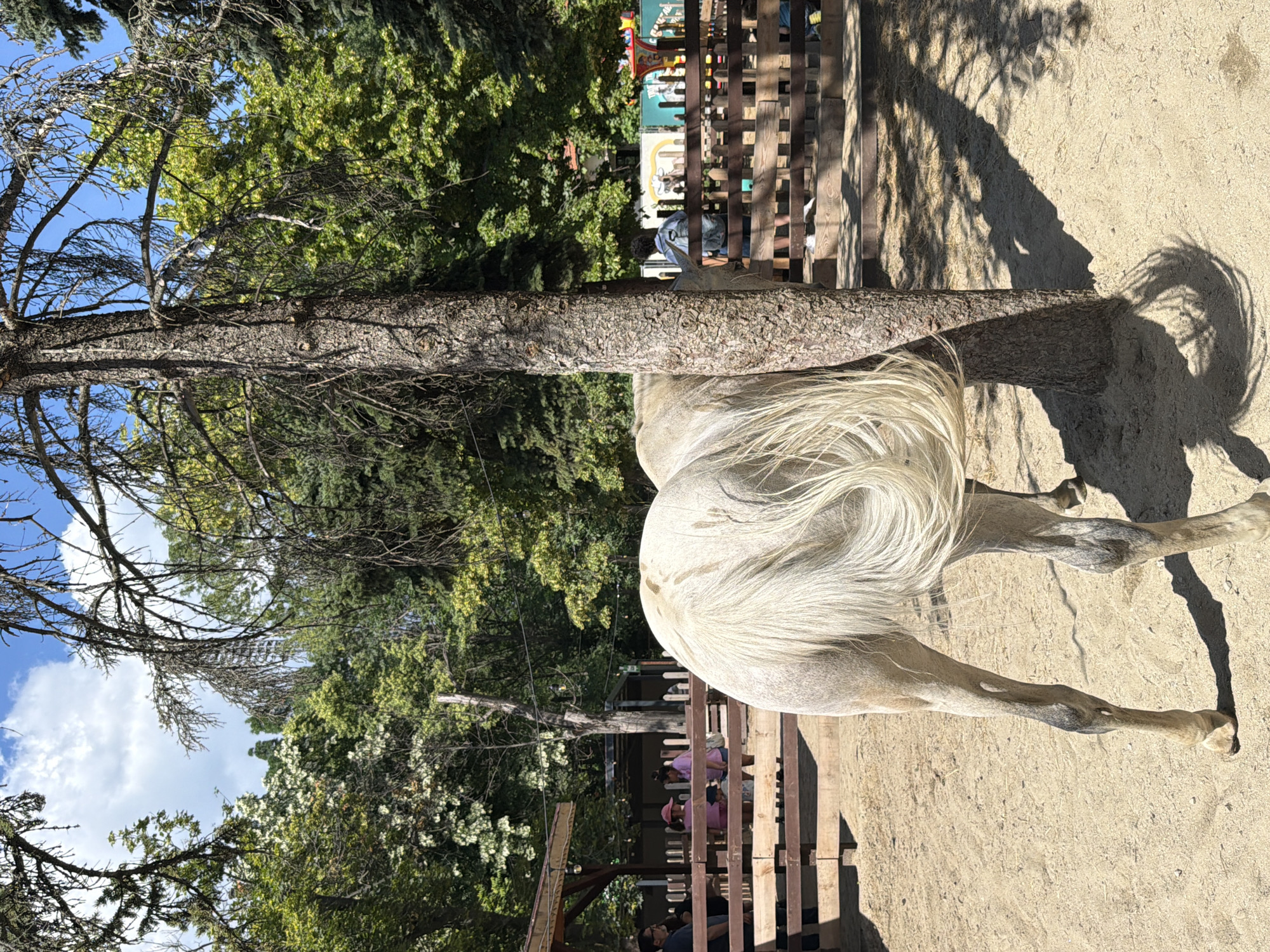 The image depicts a light-colored horse standing in a sandy enclosure, partially obscured by a tree. The horse's hindquarters and tail are visible, with its long, white tail forming a visible swirl. In the background, a wooden fence separates the enclosure from an area with spectators. Several people are visible behind the fence, some standing and others appearing to be seated. Behind the spectators, there are structures with awnings and trees, suggesting an outdoor recreational area. The overall environment appears to be an animal park or a similar attraction. The scene is set on a sunny day, indicated by the bright lighting and distinct shadows cast by the tree and the horse. The location is identified as Sofia, Bulgaria.